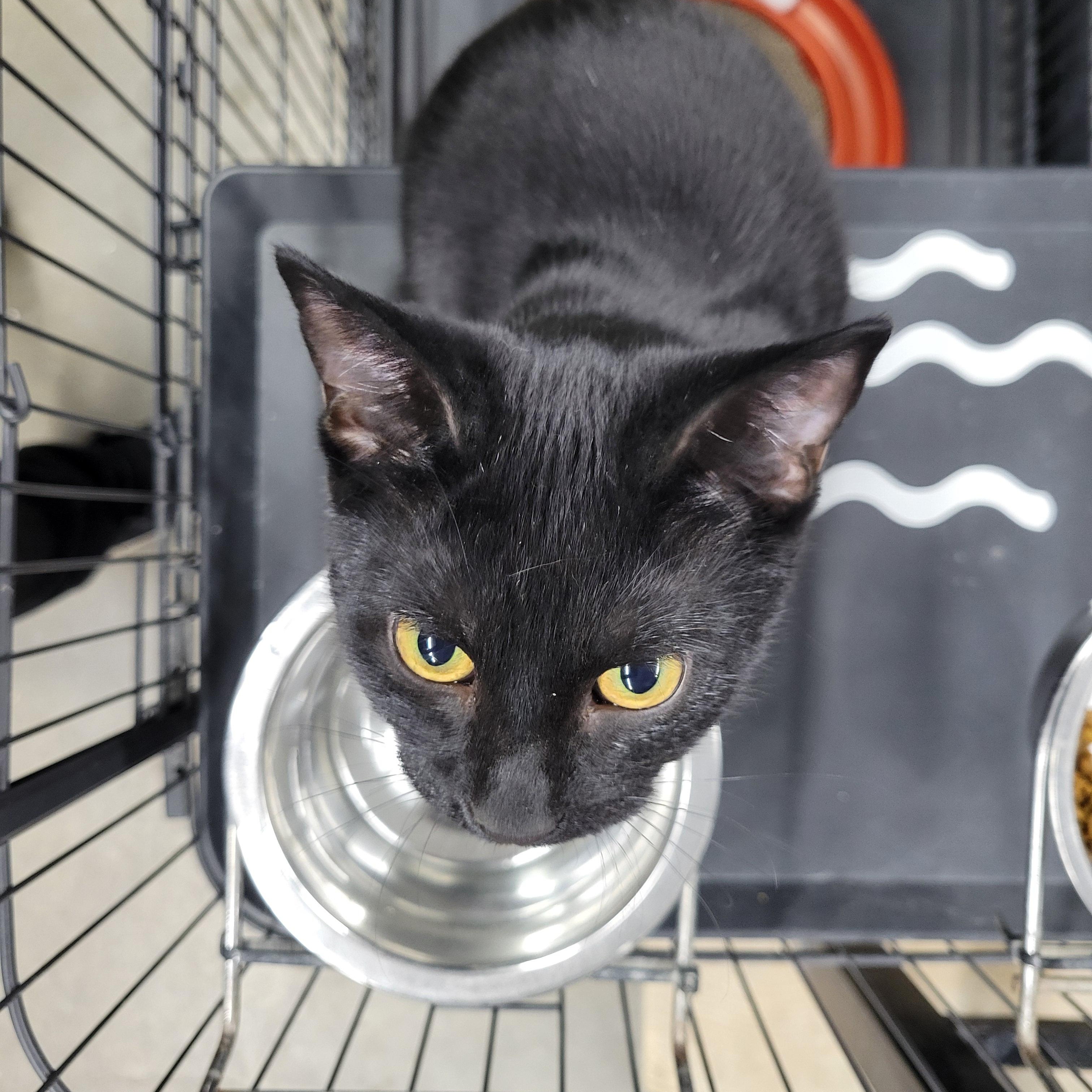 Licorice, a Adoptable American Shorthair in Clarinda, IA image 1/2