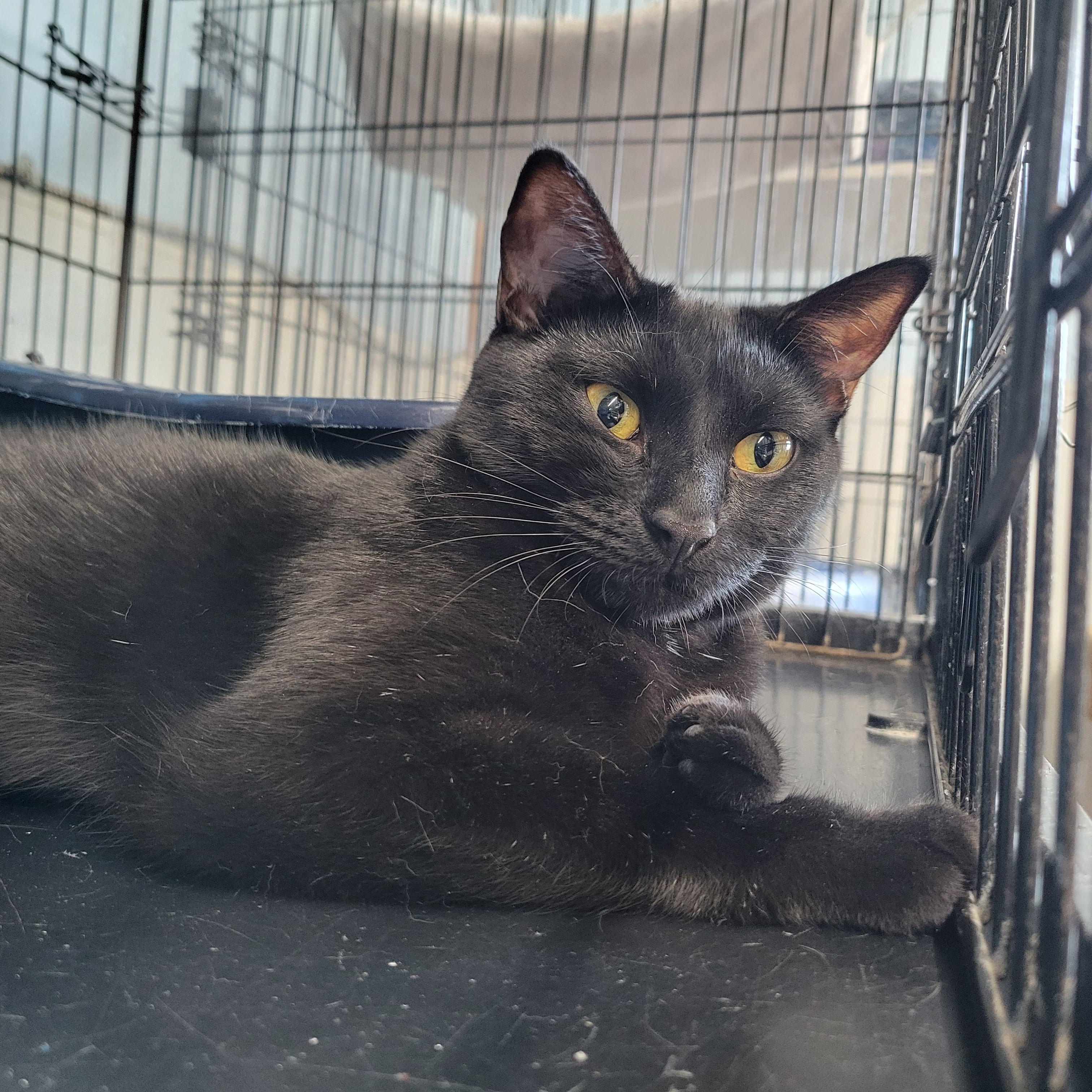 Enlarge Licorice, a Adoptable American Shorthair in Clarinda, IA image 5/5