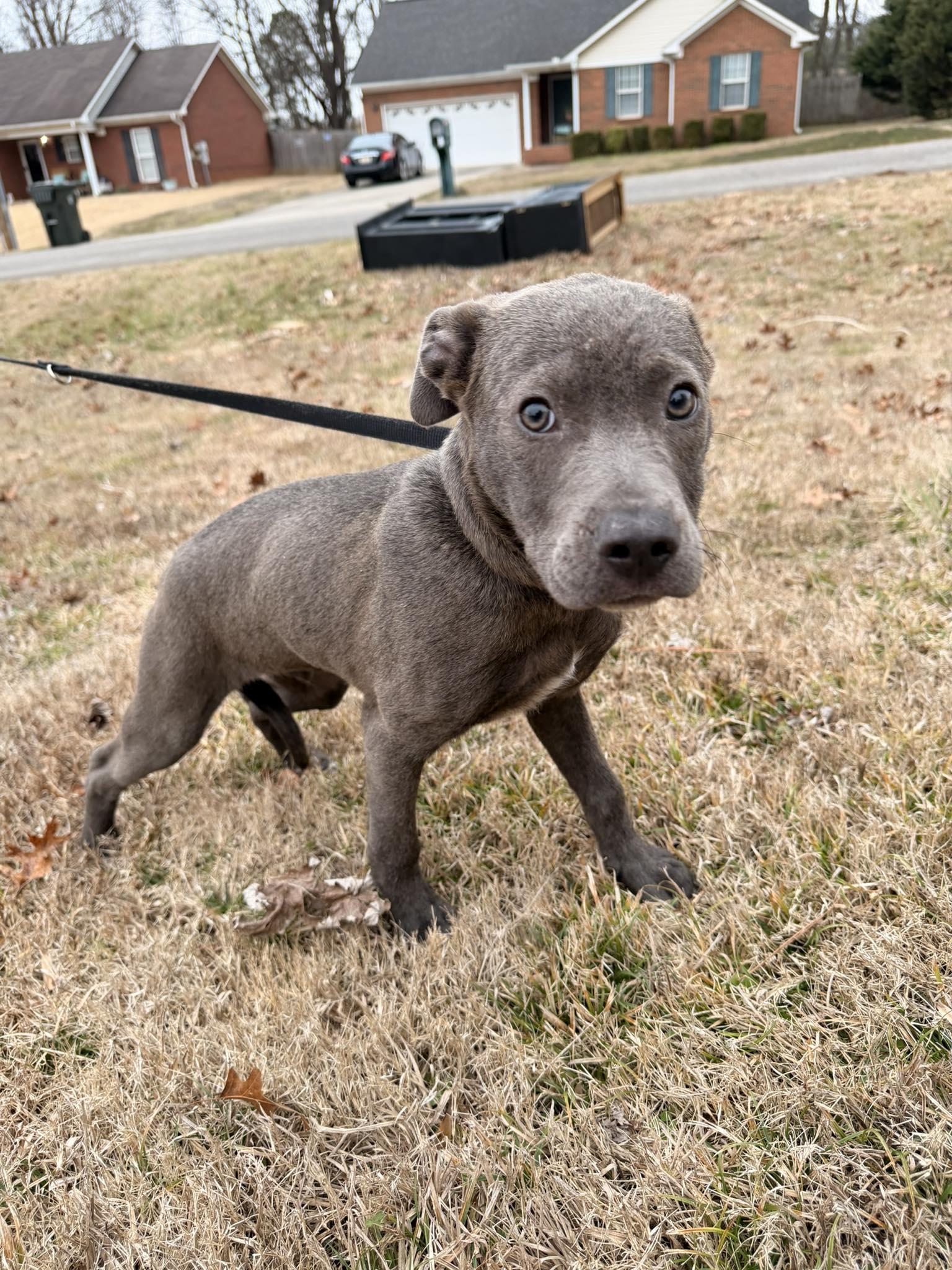 Knox, adopted, Puppy Male Mixed Breed.