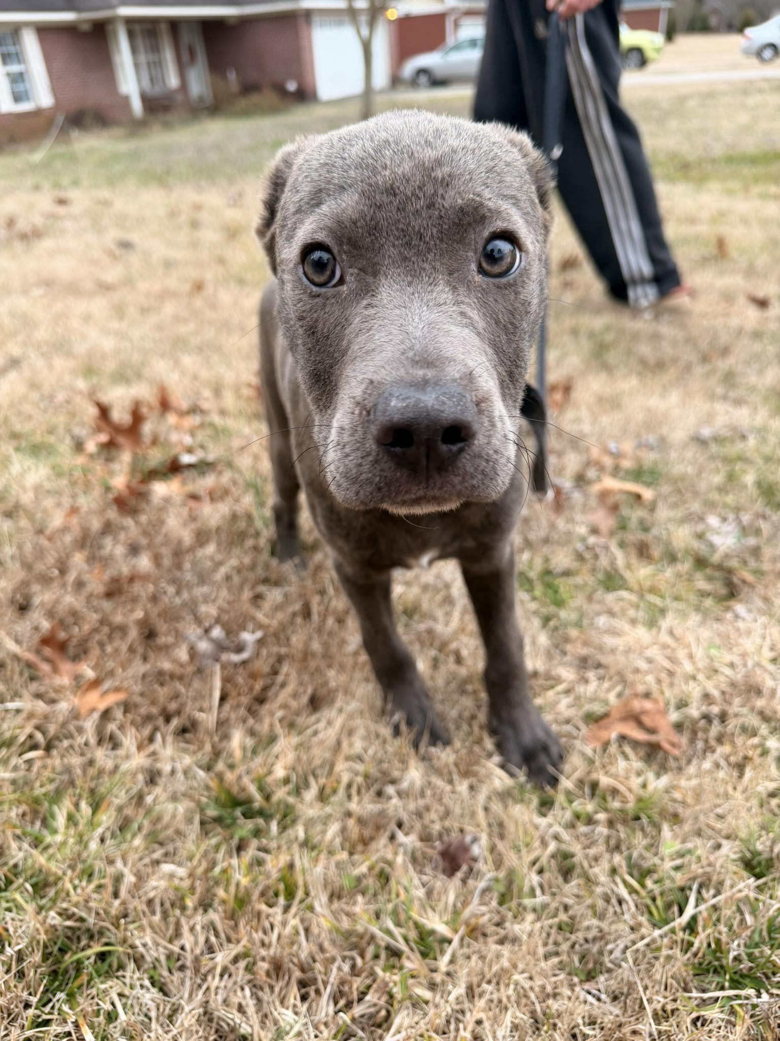 Knox, an adopted Mixed Breed in Huntsville, AL image 3/3