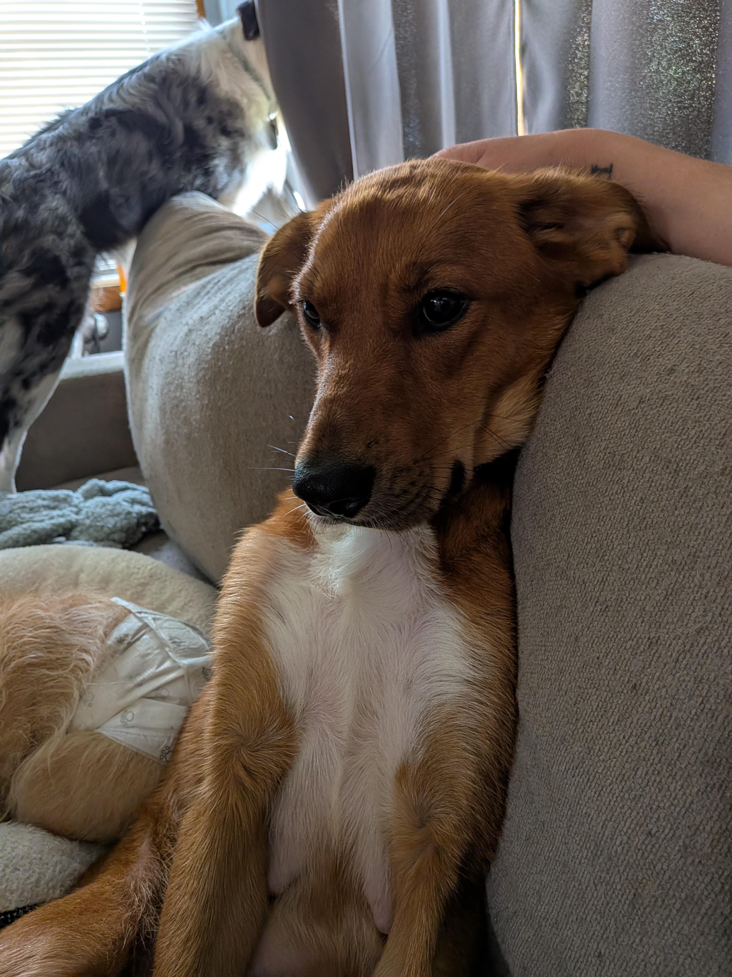 Baby Mama, a ADOPTABLE Mixed Breed in Kenosha, WI image 2/3