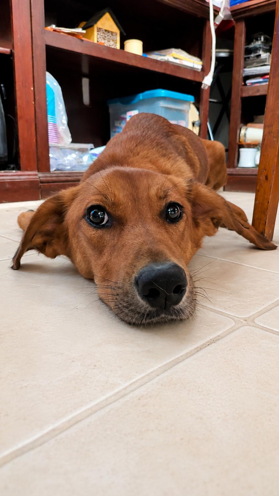 Baby Mama, ADOPTABLE, Adult Female Mixed Breed.