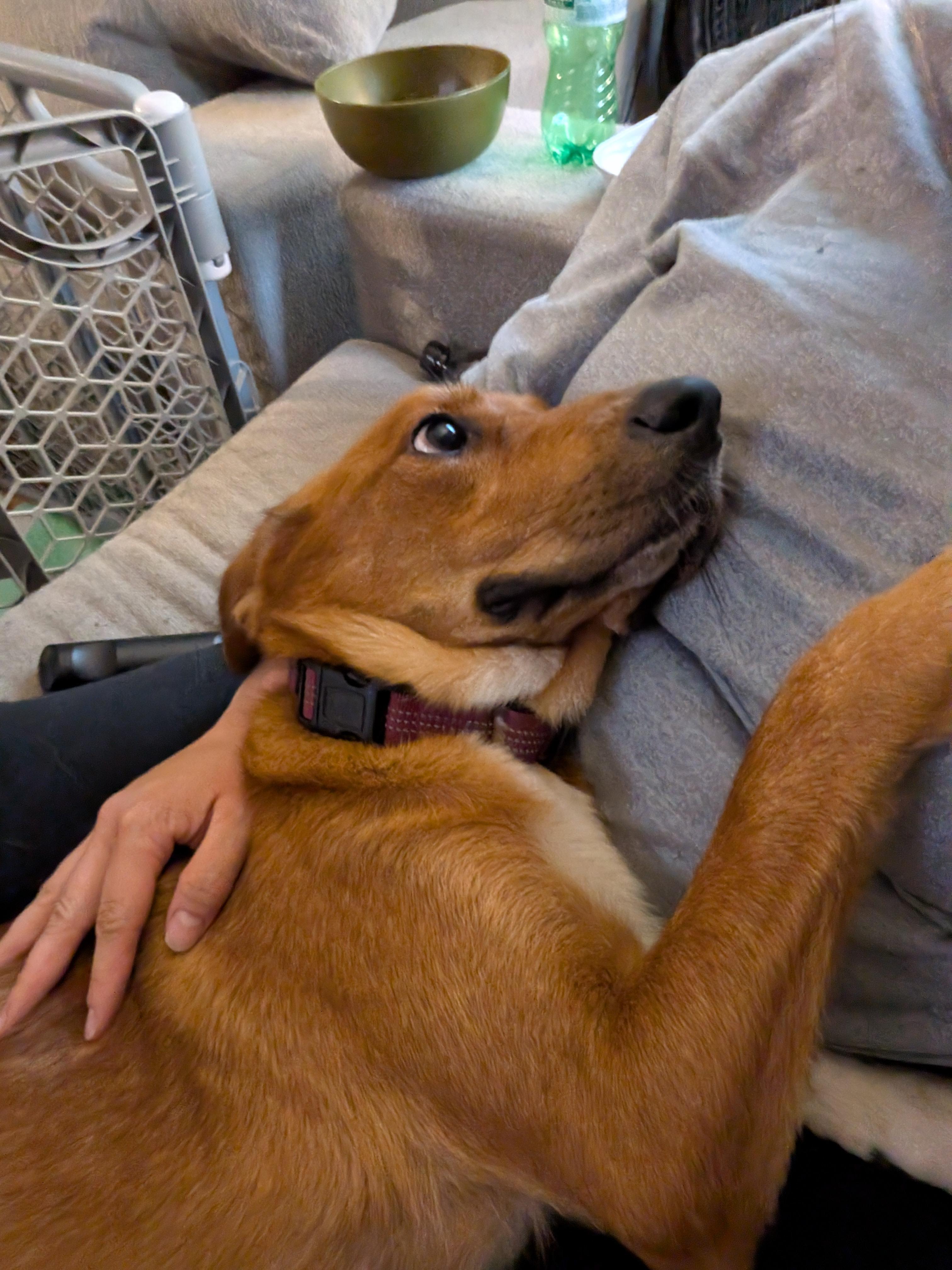 Baby Mama, a ADOPTABLE Mixed Breed in Kenosha, WI image 3/3
