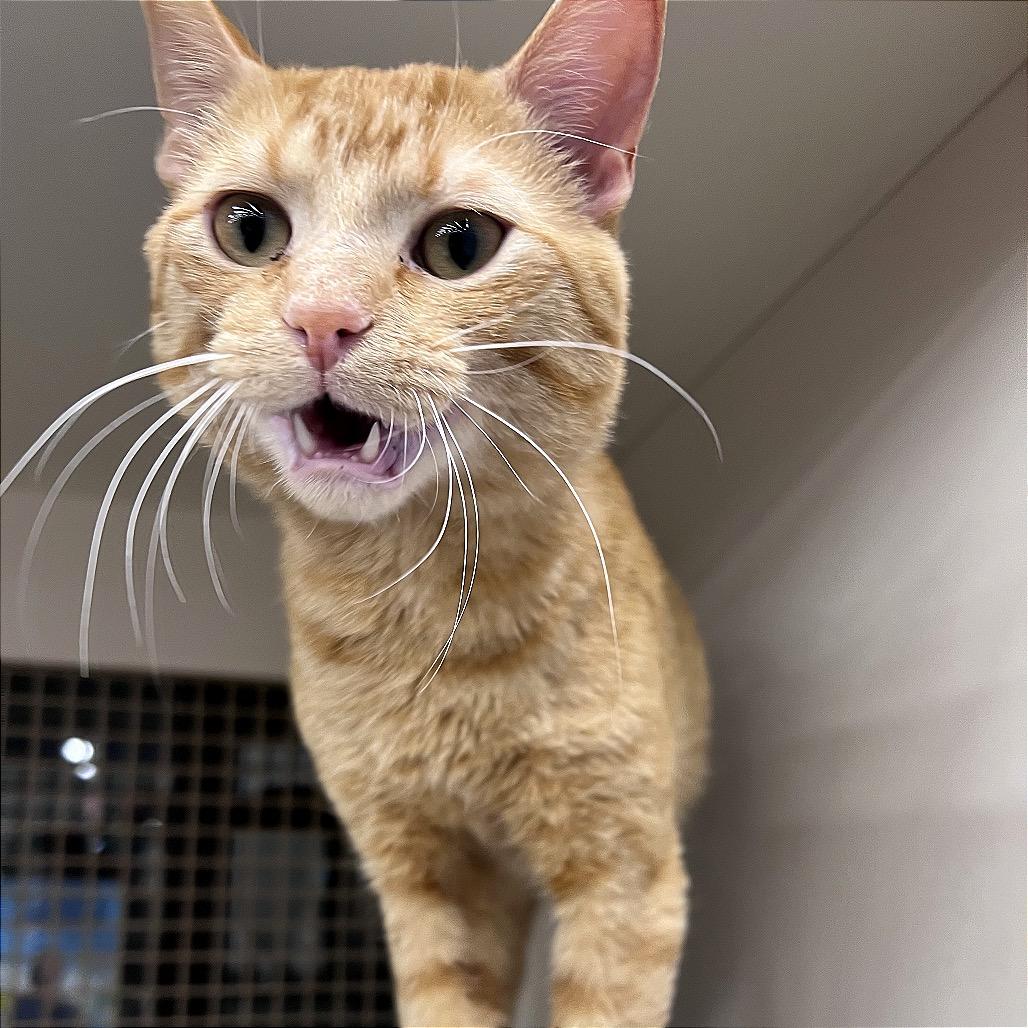 Charmander, Adoptable, Young Male Domestic Short Hair.