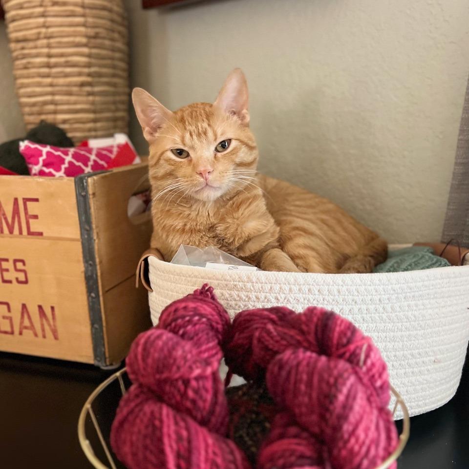 Charmander, a Adoptable Domestic Short Hair in St. Paul, MN image 2/6
