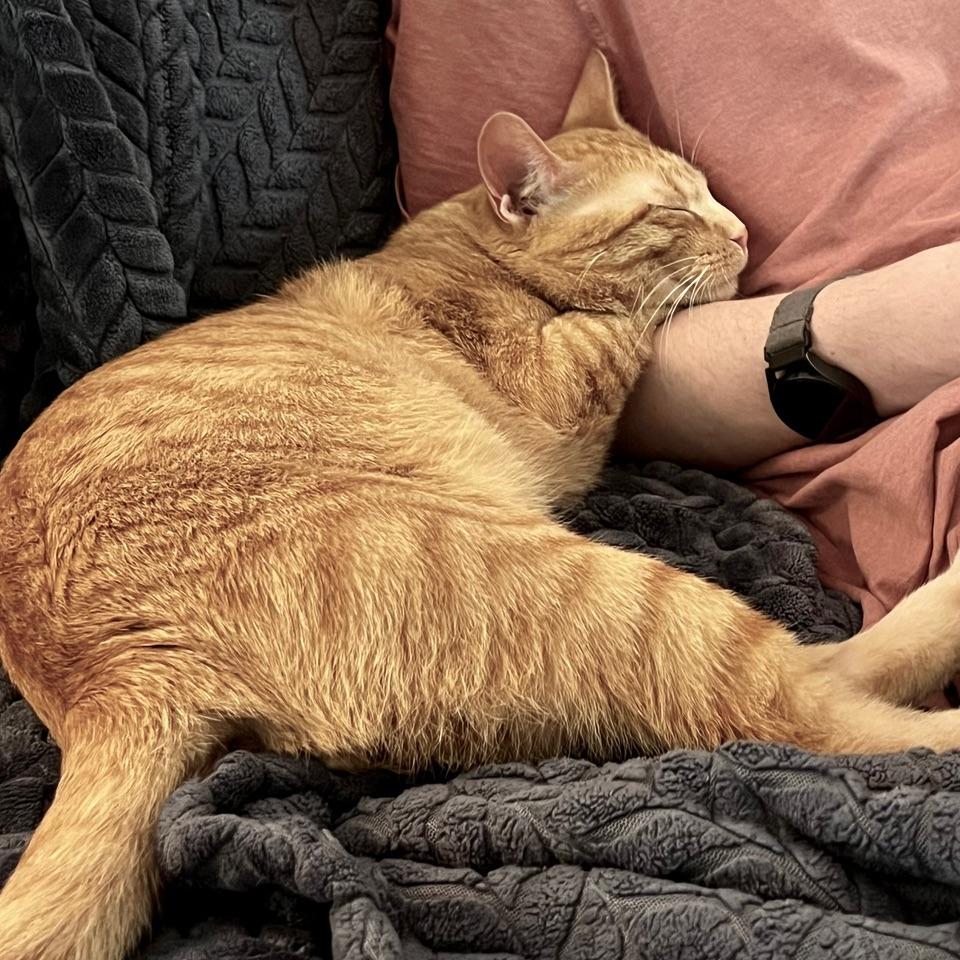 Charmander, a Adoptable Domestic Short Hair in St. Paul, MN image 3/6