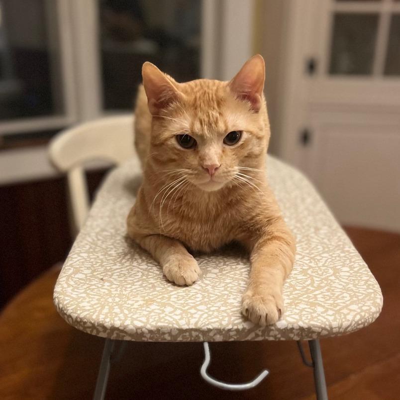 Charmander, a Adoptable Domestic Short Hair in St. Paul, MN image 4/6