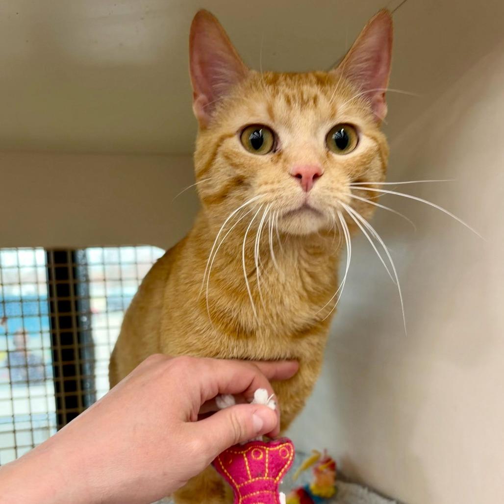 Charmander, a Adoptable Domestic Short Hair in St. Paul, MN image 5/6