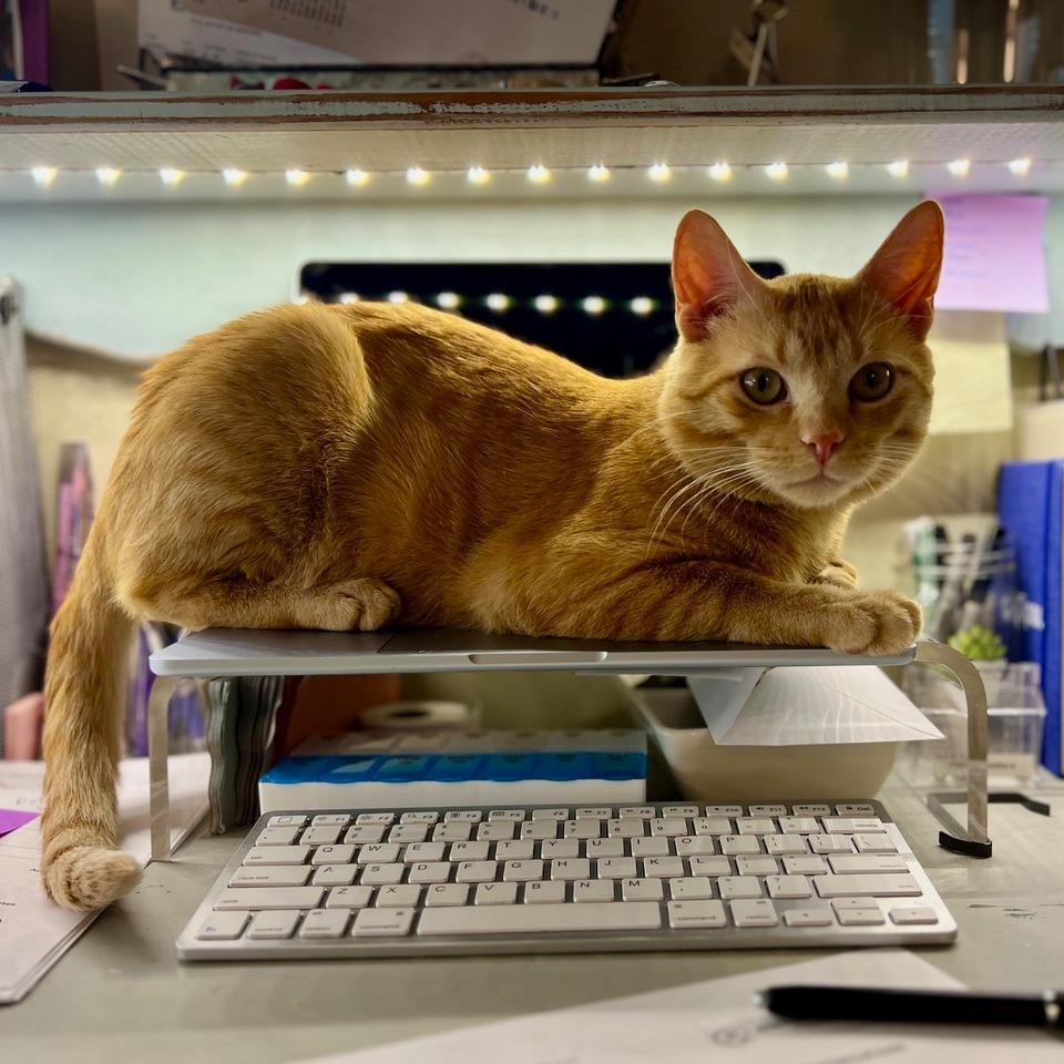 Charmander, a Adoptable Domestic Short Hair in St. Paul, MN image 6/6