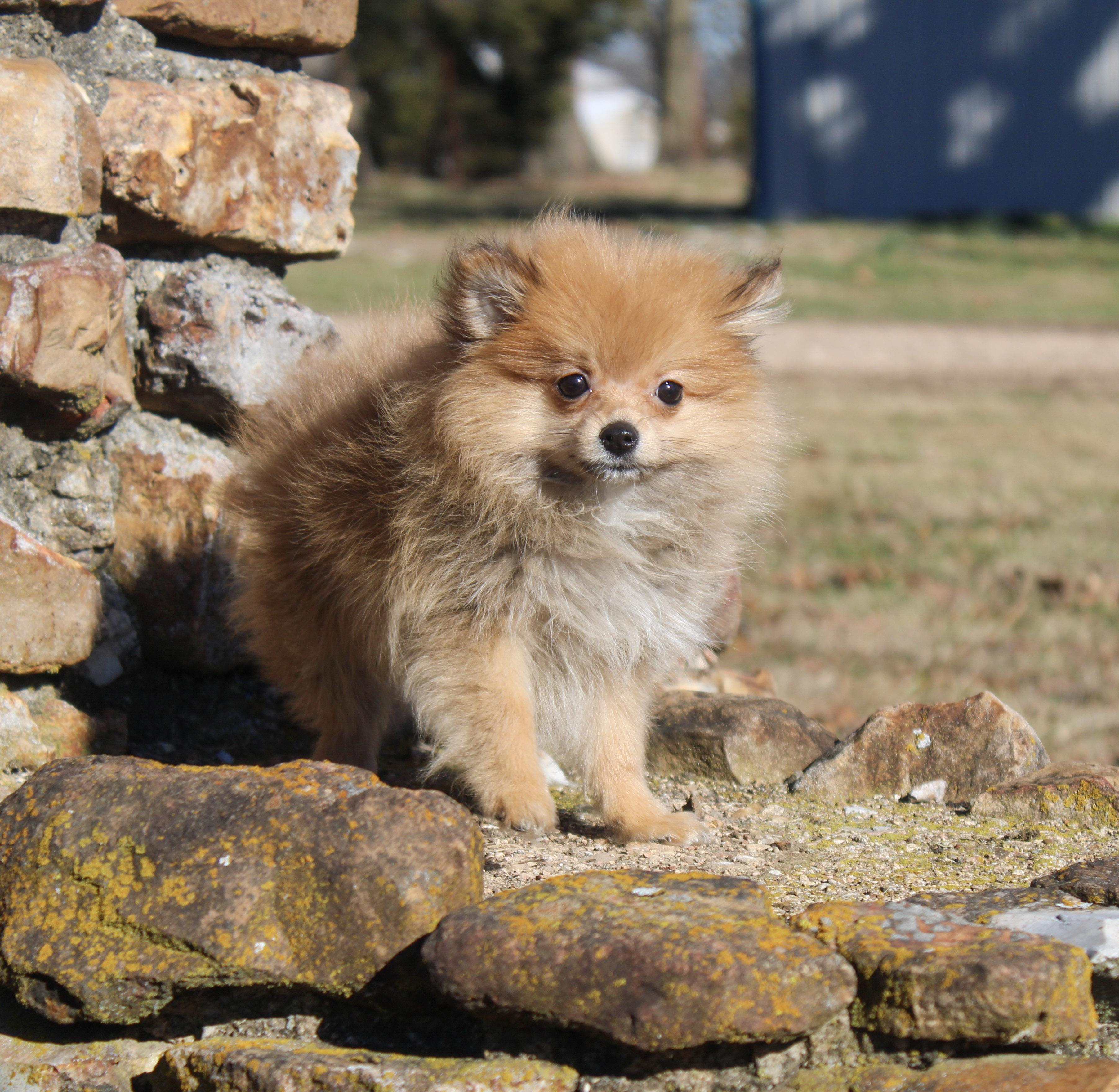 Penny, ADOPTABLE, Young Female Pomeranian.