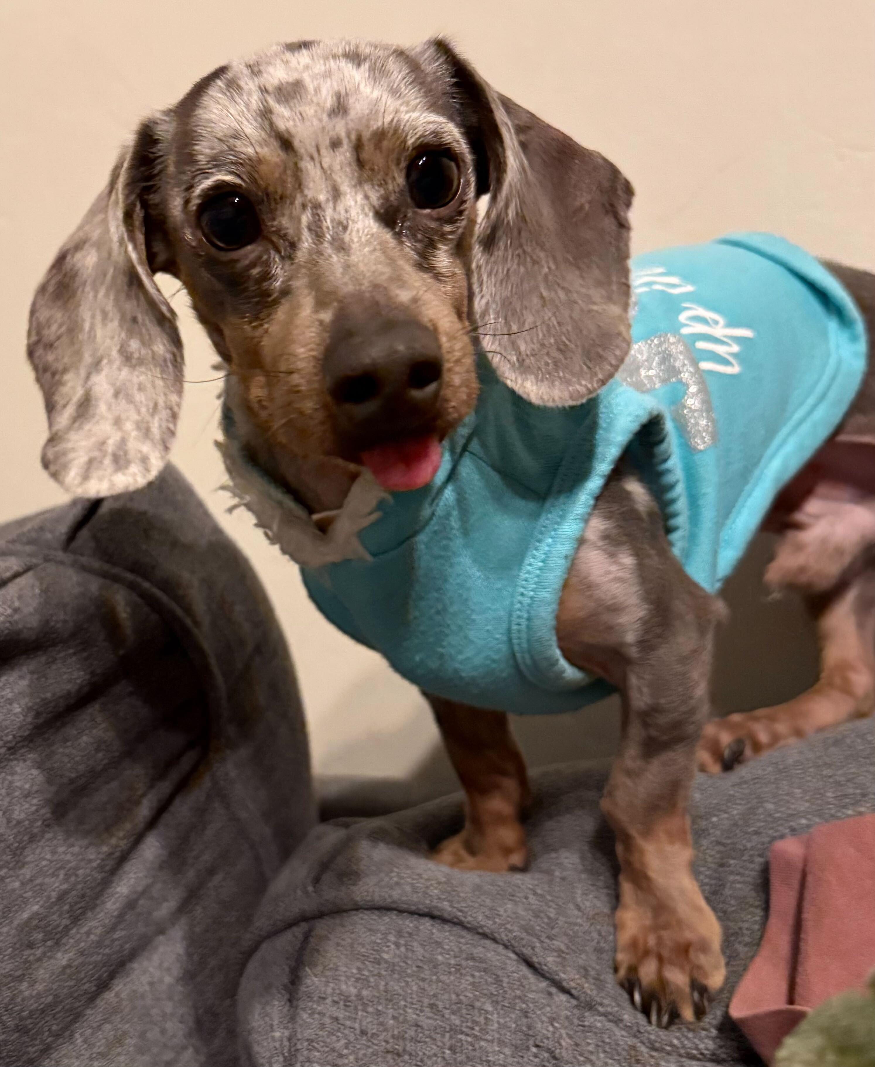 Enlarge Bandit, an adopted Dachshund in Salt Lake City, UT image 2/6