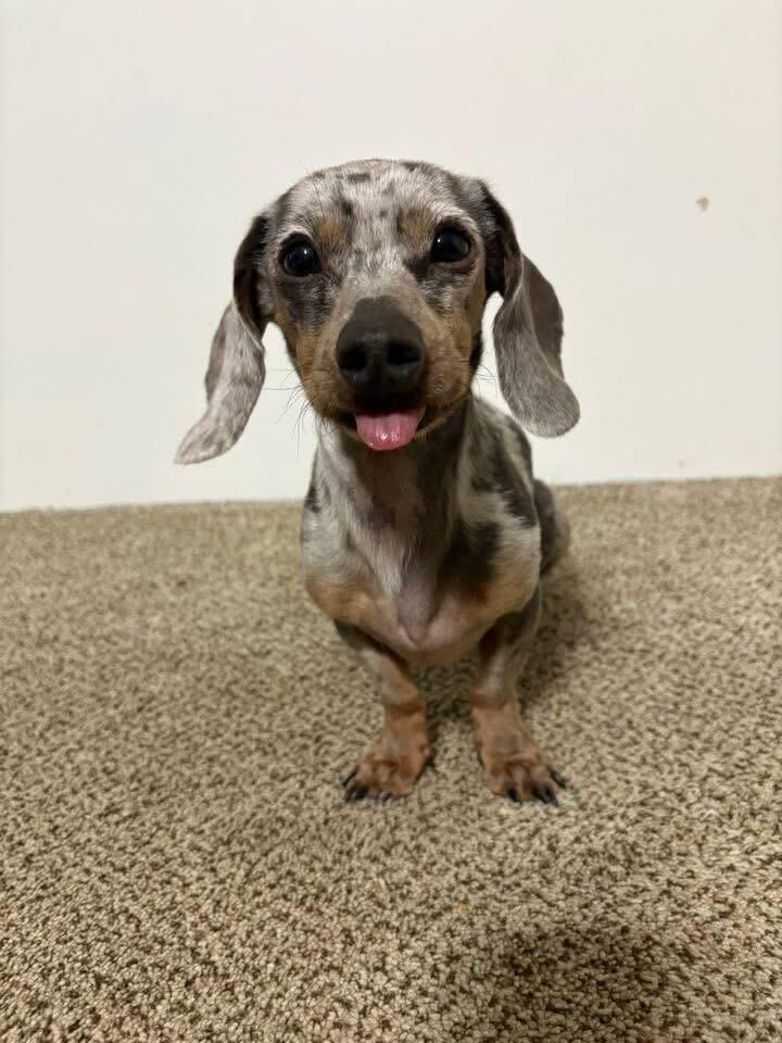 Enlarge Bandit, an adopted Dachshund in Salt Lake City, UT image 6/6