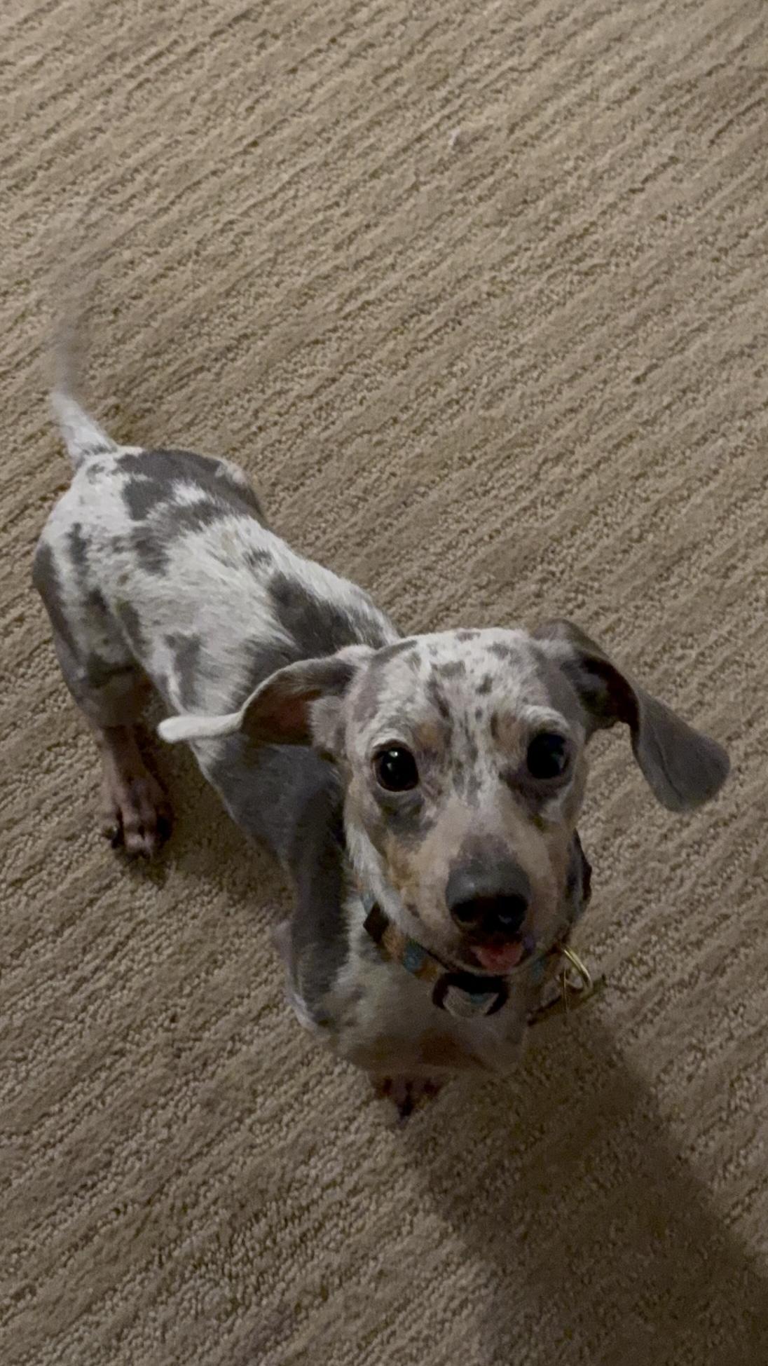 Enlarge Bandit, an adopted Dachshund in Salt Lake City, UT image 4/6