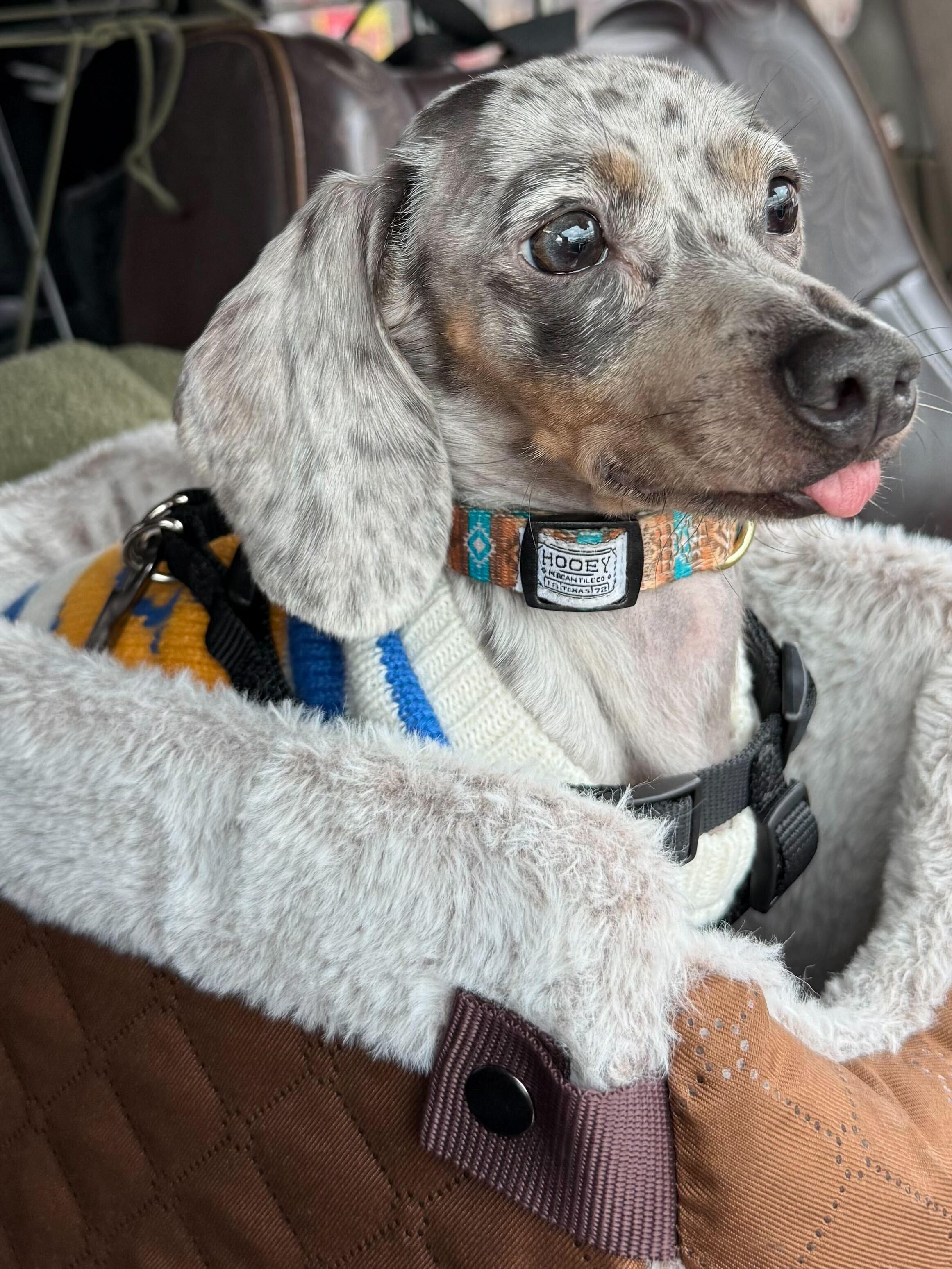 Enlarge Bandit, an adopted Dachshund in Salt Lake City, UT image 1/6