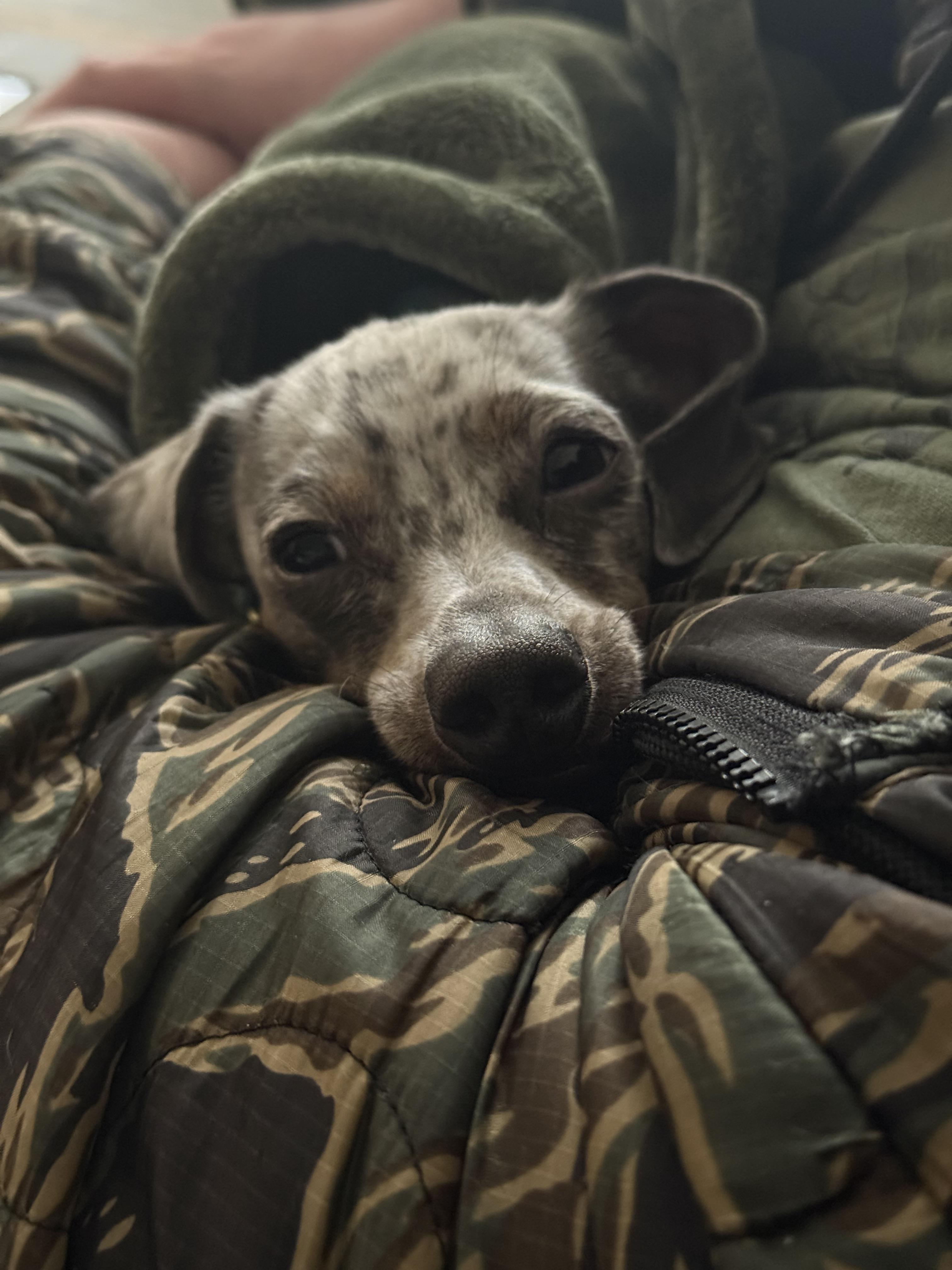 Enlarge Bandit, an adopted Dachshund in Salt Lake City, UT image 3/6