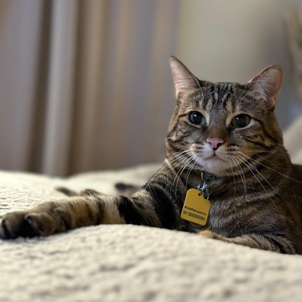 Milo — thumbnail 2