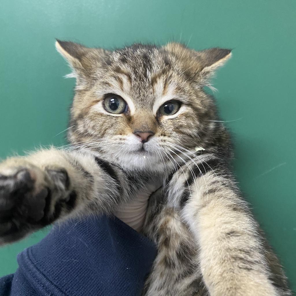 Milo — thumbnail 3