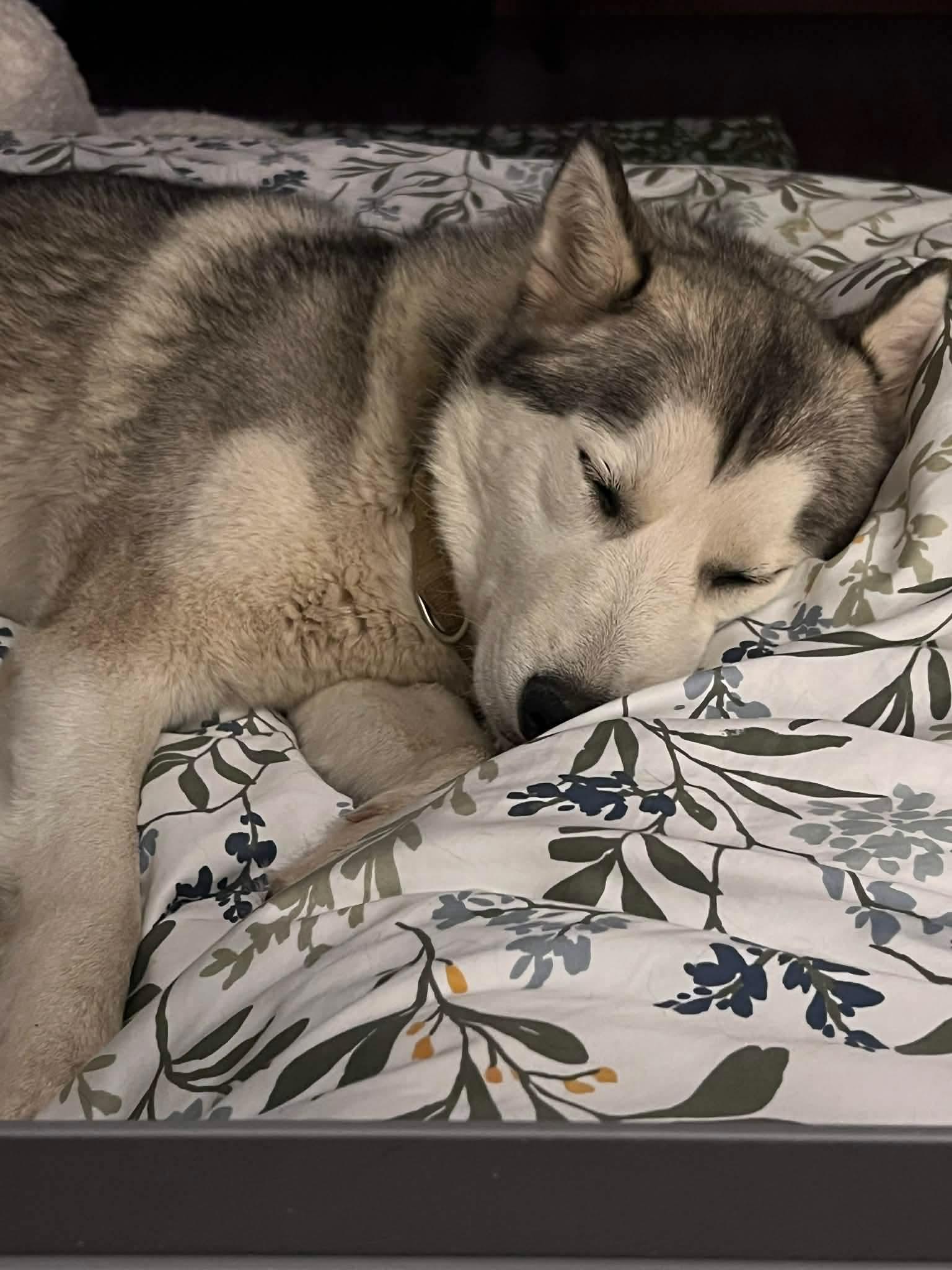 Enlarge Phoenix, a Adopted Siberian Husky in Cedar Crest, NM image 1/3