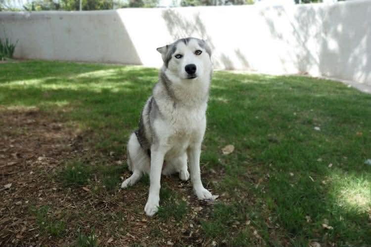 Enlarge Phoenix, a Adopted Siberian Husky in Cedar Crest, NM image 2/3
