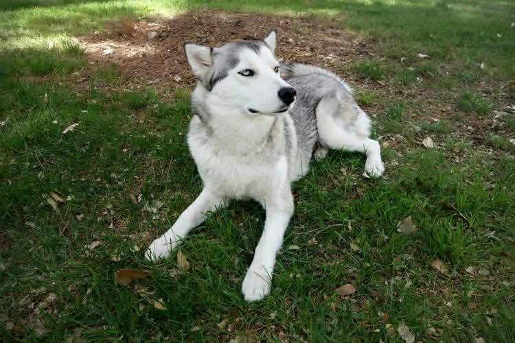 Enlarge Phoenix, a Adopted Siberian Husky in Cedar Crest, NM image 3/3
