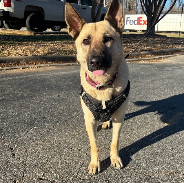 Hope, an adoptable German Shepherd Dog in Wilkesboro, NC, 28697 | Photo Image 1
