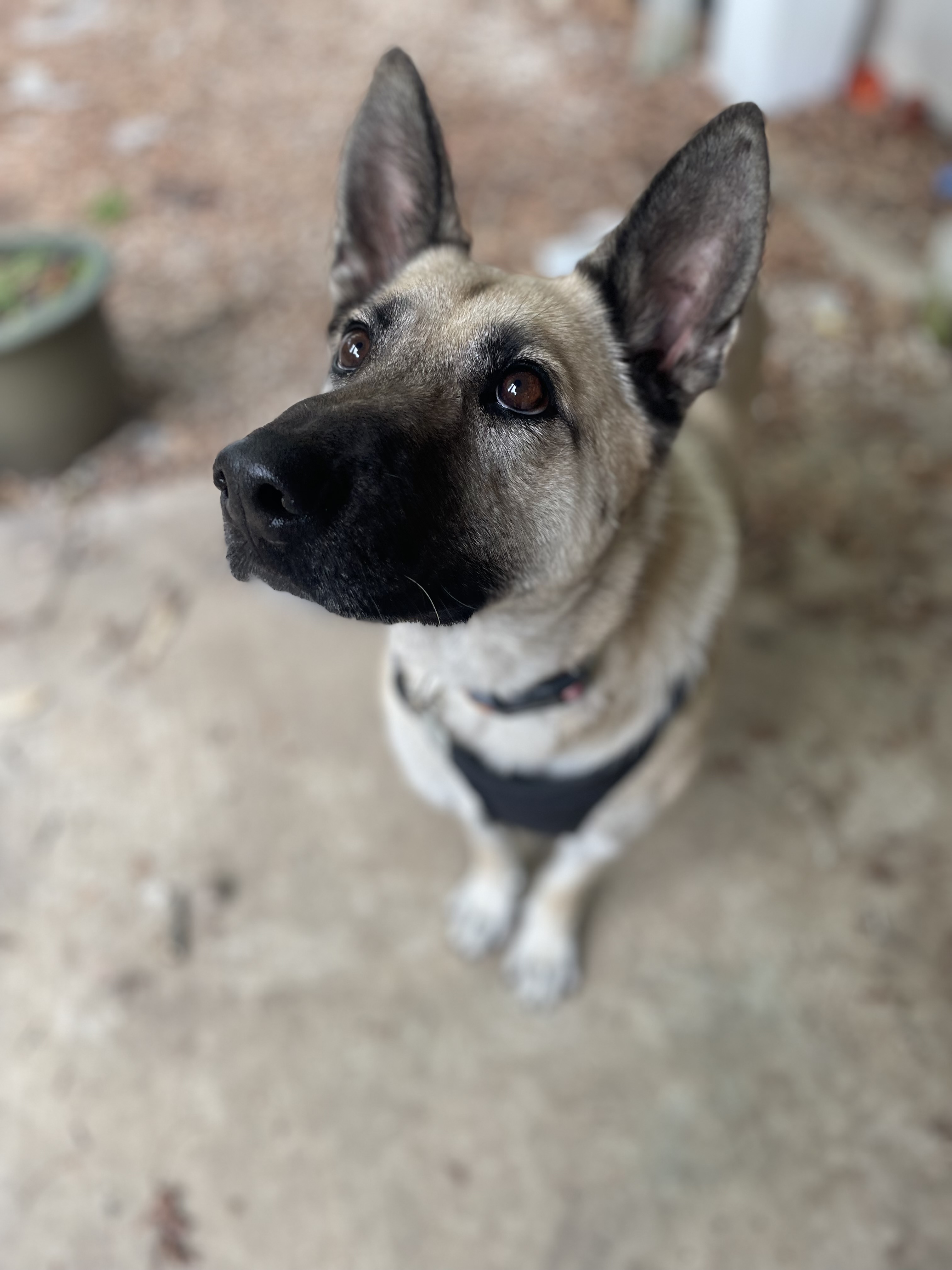 Hope, an adoptable German Shepherd Dog in Wilkesboro, NC, 28697 | Photo Image 3