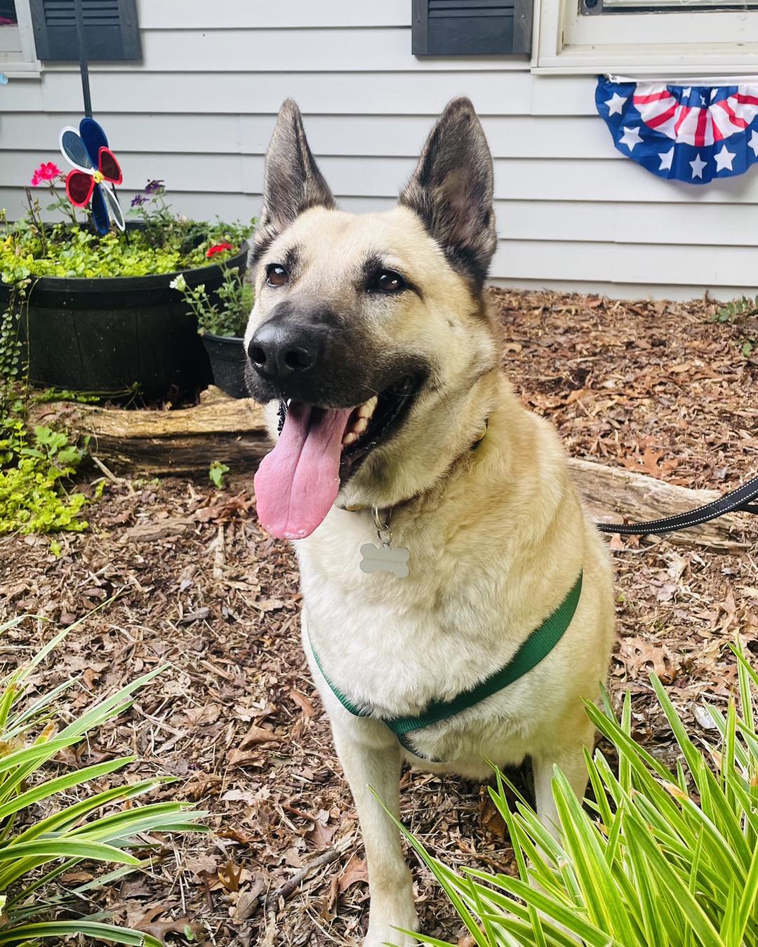 Hope, an adoptable German Shepherd Dog in Wilkesboro, NC, 28697 | Photo Image 4