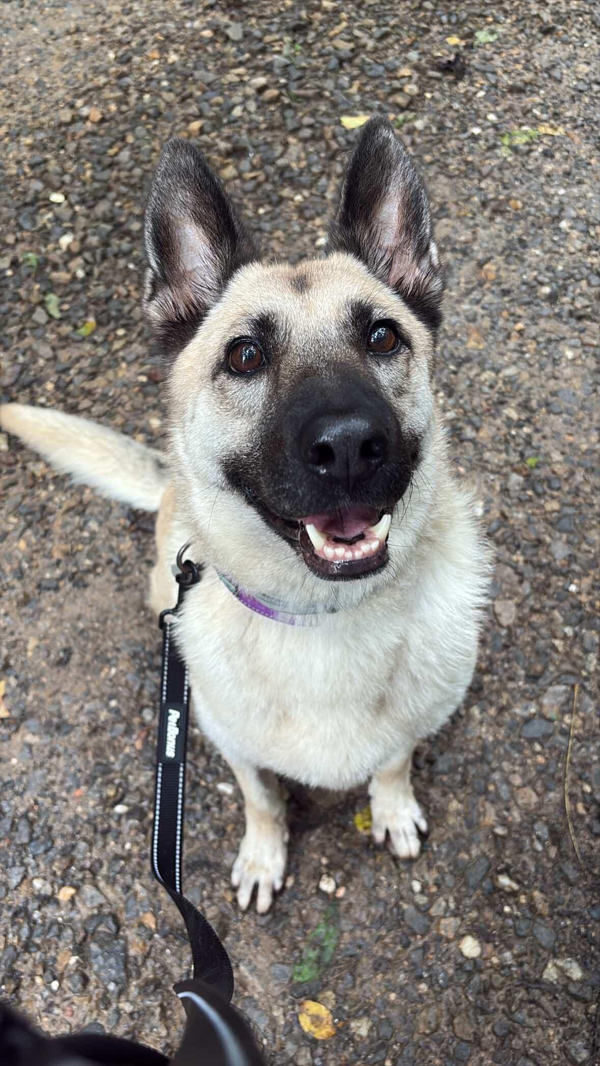 Hope, a Adoptable German Shepherd Dog in Wilkesboro, NC image 1/5