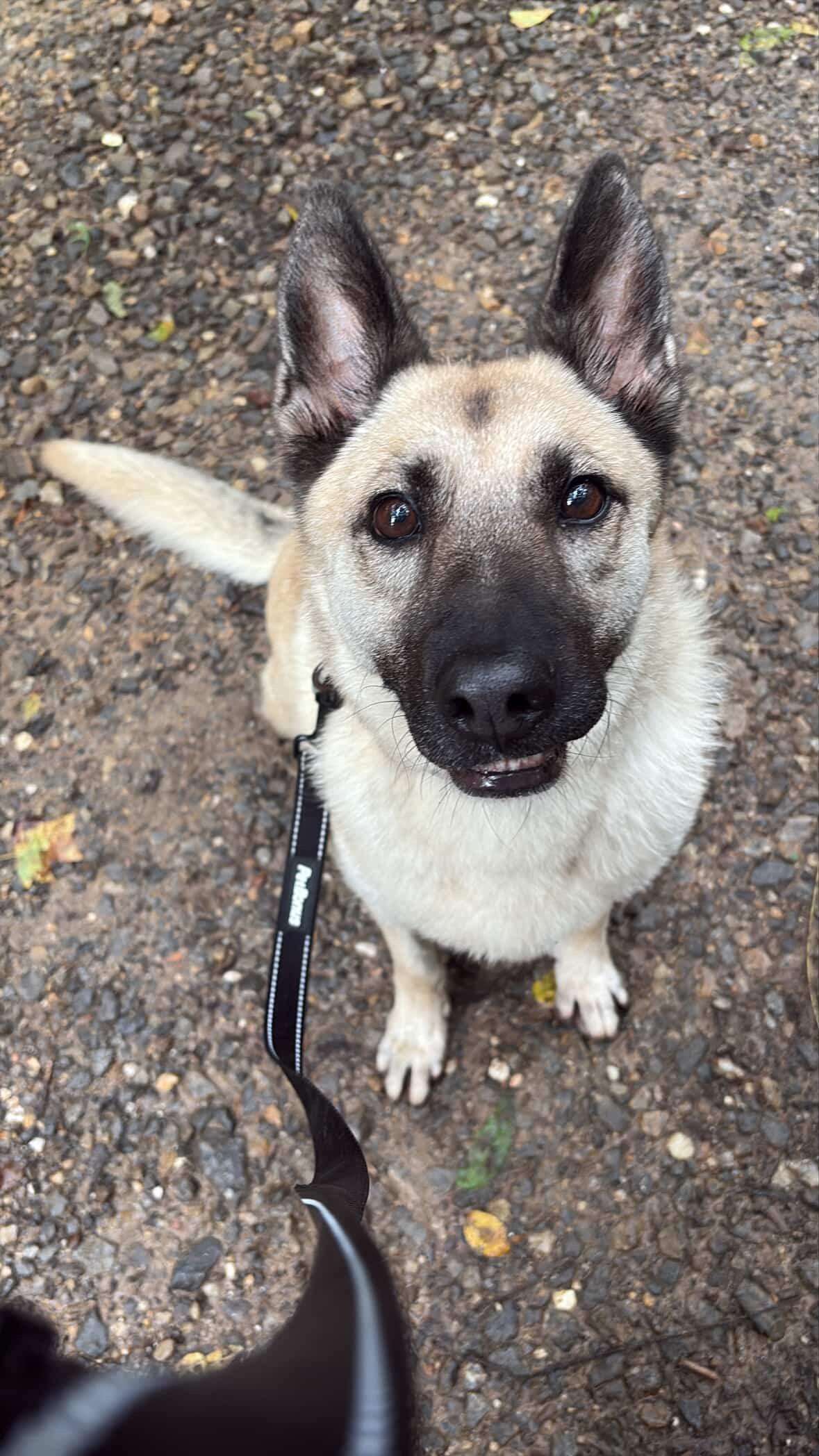 Hope, an adoptable German Shepherd Dog in Wilkesboro, NC, 28697 | Photo Image 5