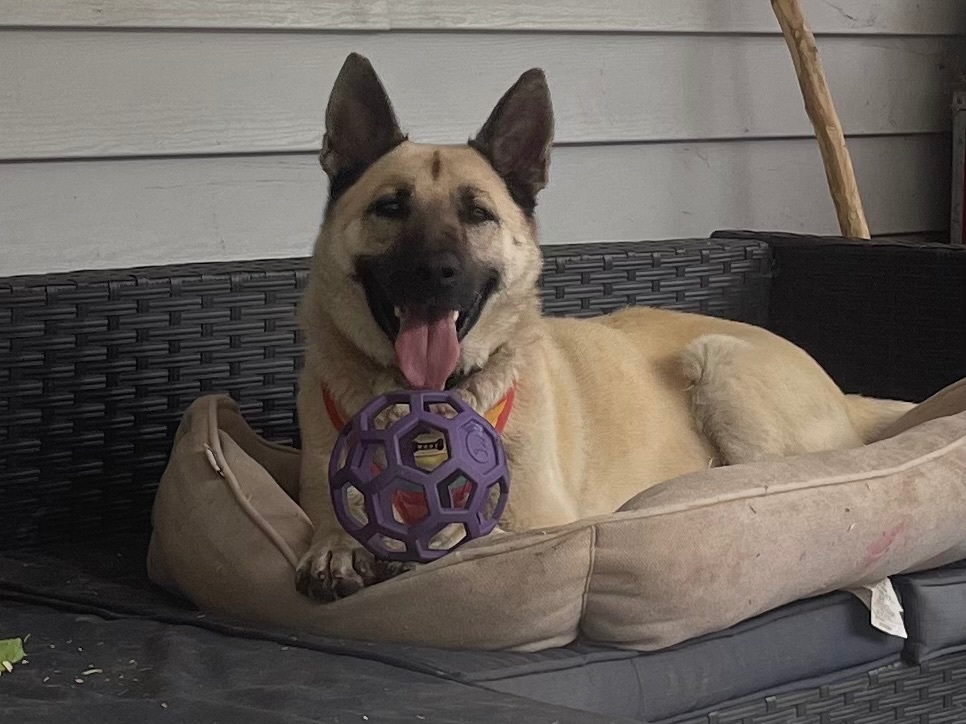 Hope, an adoptable German Shepherd Dog in Wilkesboro, NC, 28697 | Photo Image 2