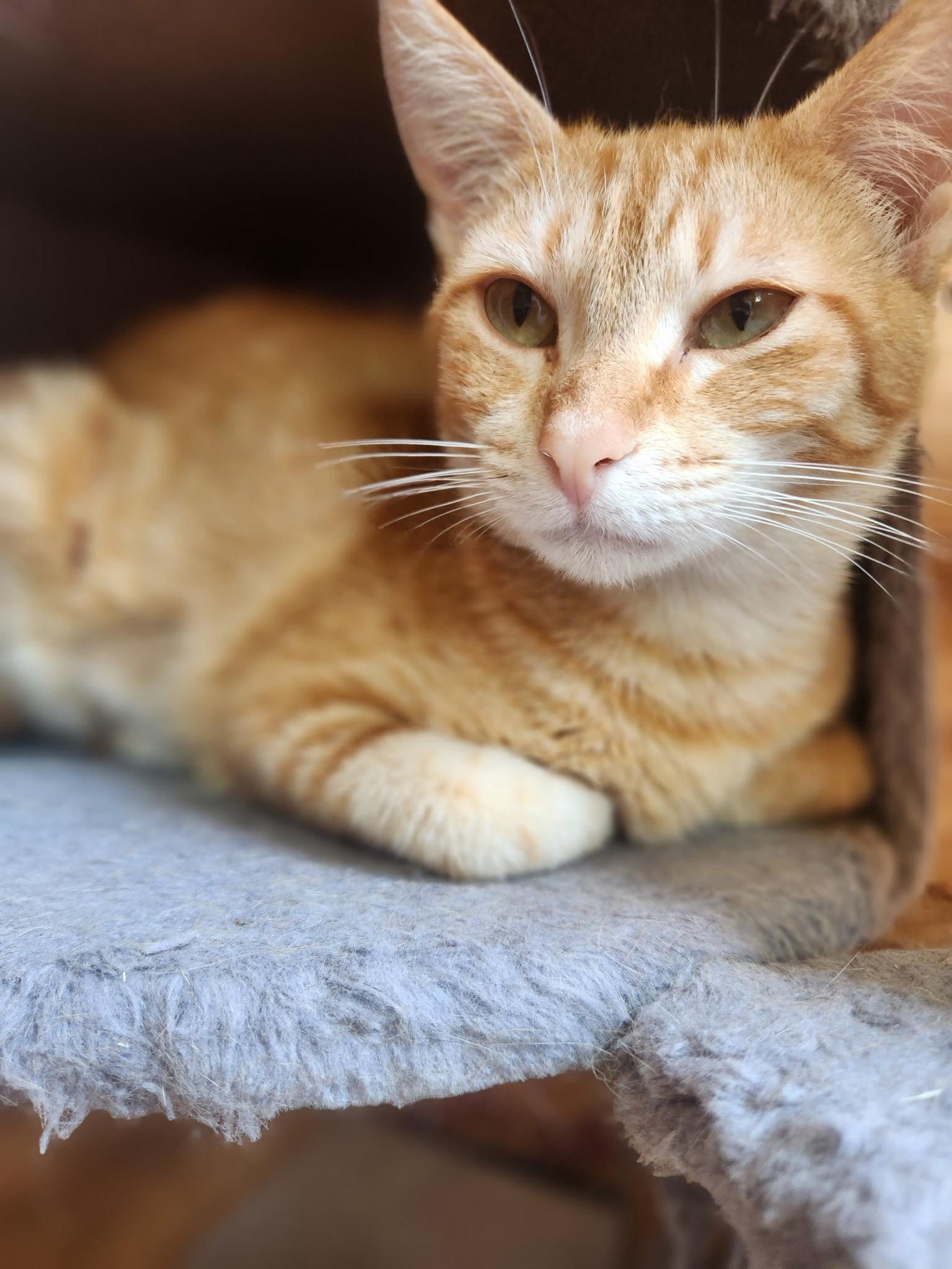 Ginger