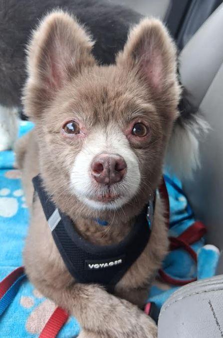 Pete and Miami, a Adoptable Pomeranian in Palm Harbor, FL image 4/6