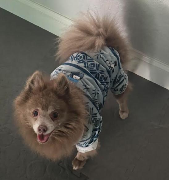 Pete and Miami, a Adoptable Pomeranian in Palm Harbor, FL image 3/6