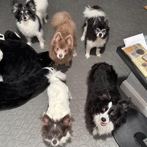 Pete and Miami, a Adoptable Pomeranian in Palm Harbor, FL image 6/6