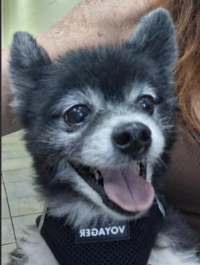 Pete and Miami, a Adoptable Pomeranian in Palm Harbor, FL image 5/6