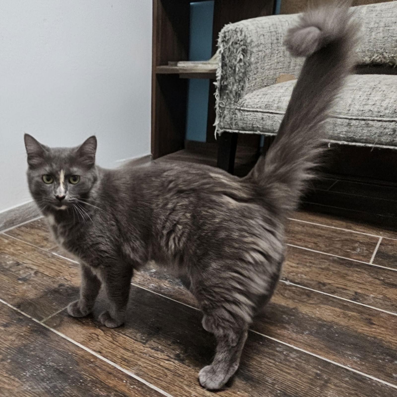 Delilah, Adoptable, Adult Female Domestic Medium Hair.