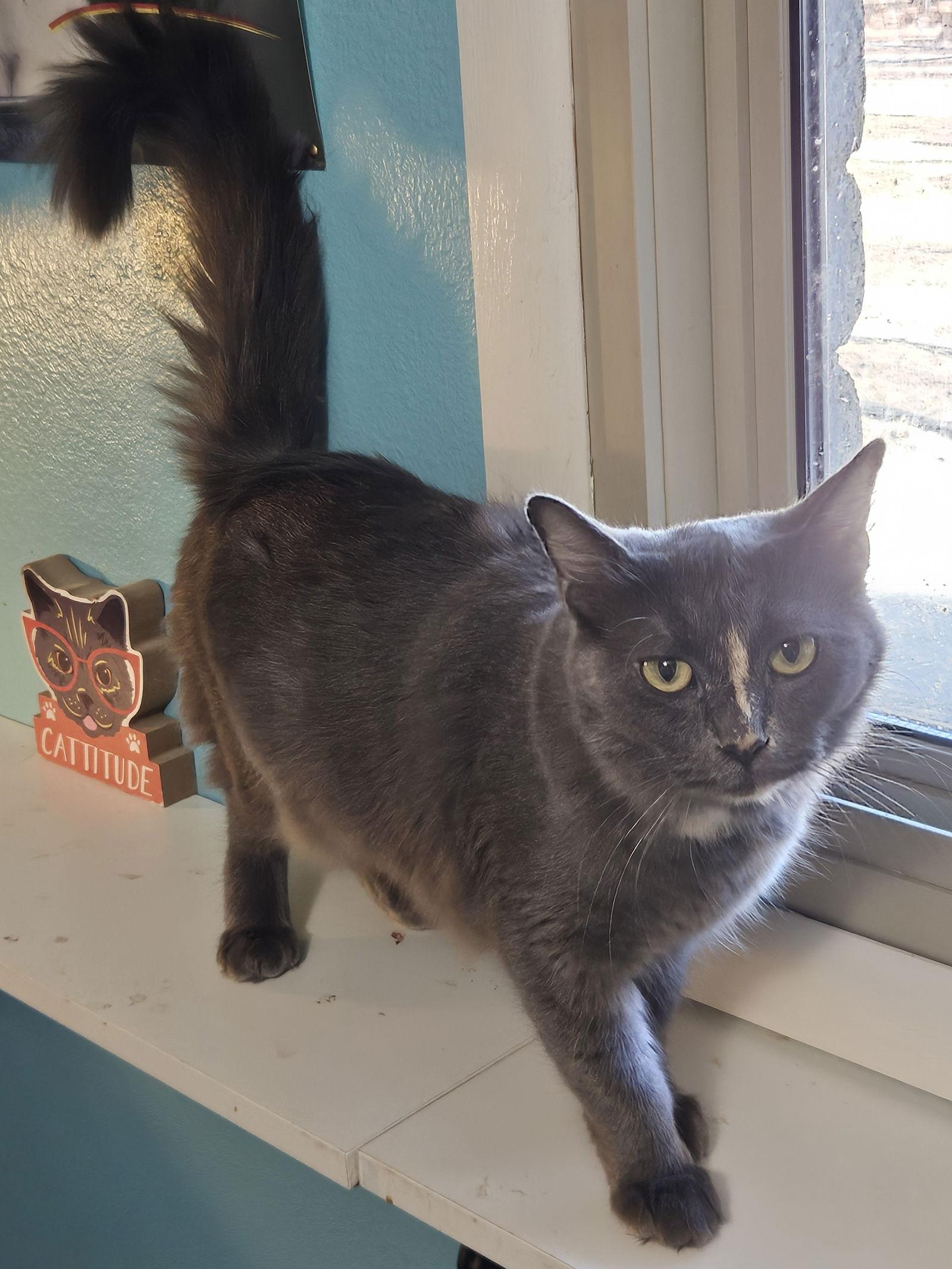 Delilah, a Adoptable Domestic Medium Hair in Phoenix, AZ image 3/3