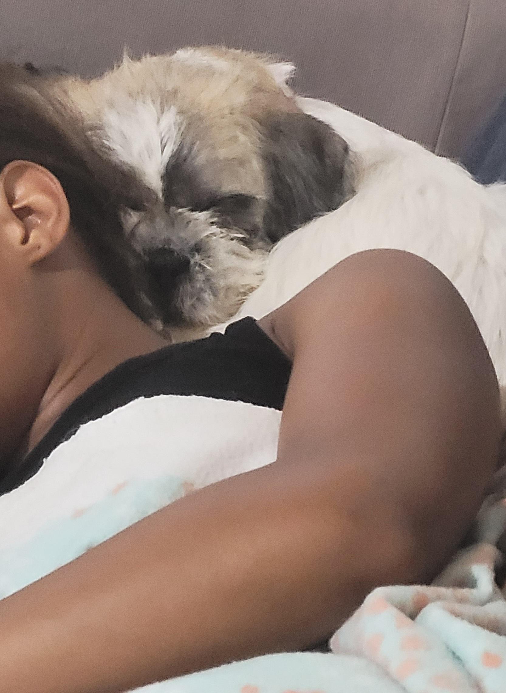 Benjamin the Brave AKA Benjie, a Adoptable mixed breed in Deerfield Beach, FL image 4/4