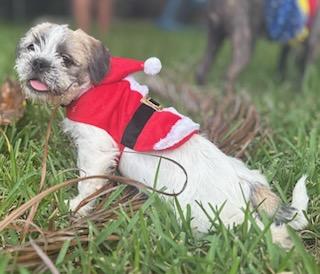 Benjamin the Brave AKA Benjie, Adoptable, Young Male Shih Tzu & French Bulldog.