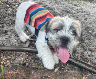 Benjamin the Brave AKA Benjie, a Adoptable mixed breed in Deerfield Beach, FL image 3/4