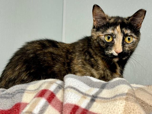 Waverly, Adoptable, Young Female Domestic Short Hair.