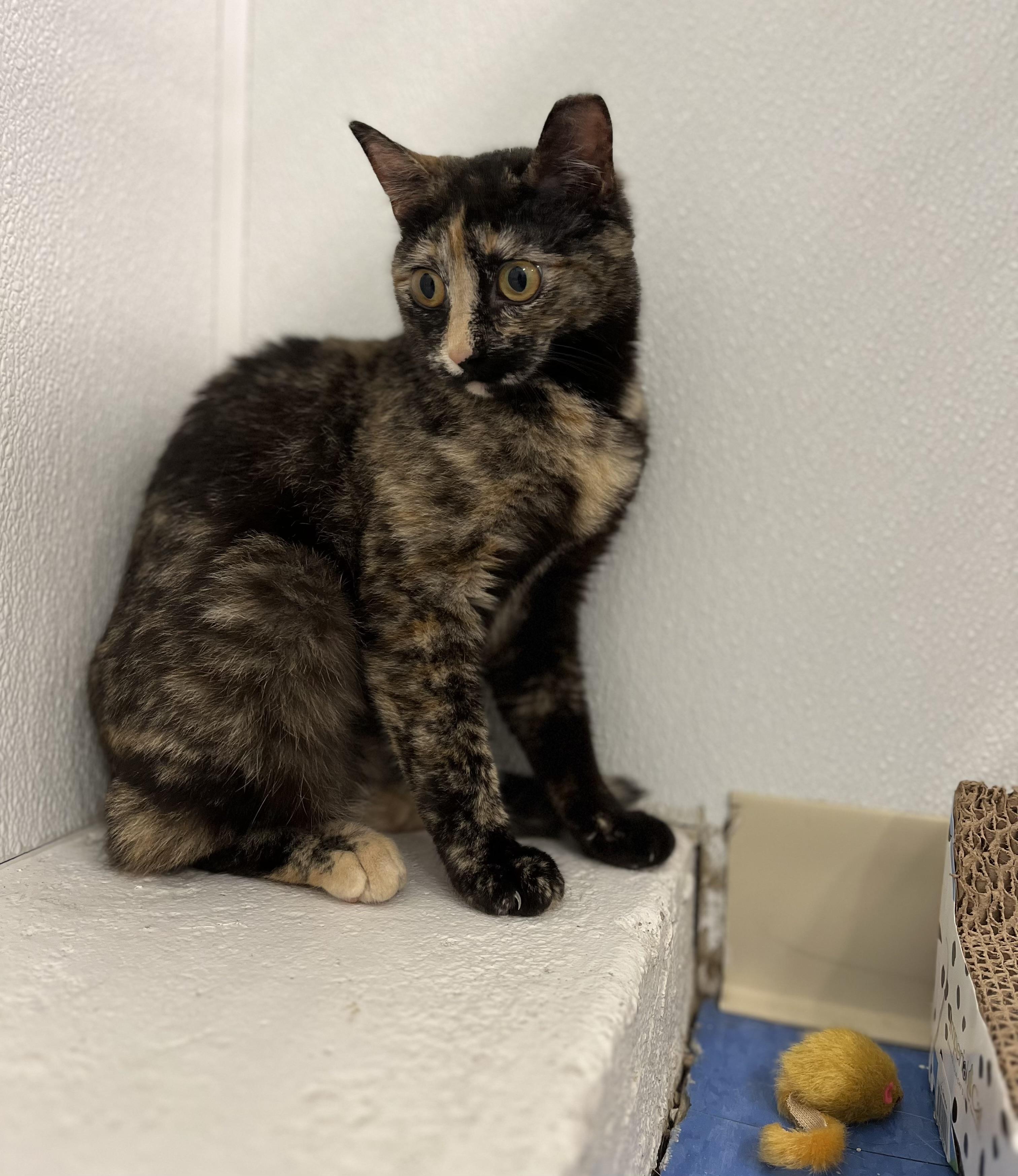 Enlarge Waverly, a Adoptable Domestic Short Hair in Harrison, NY image 2/3