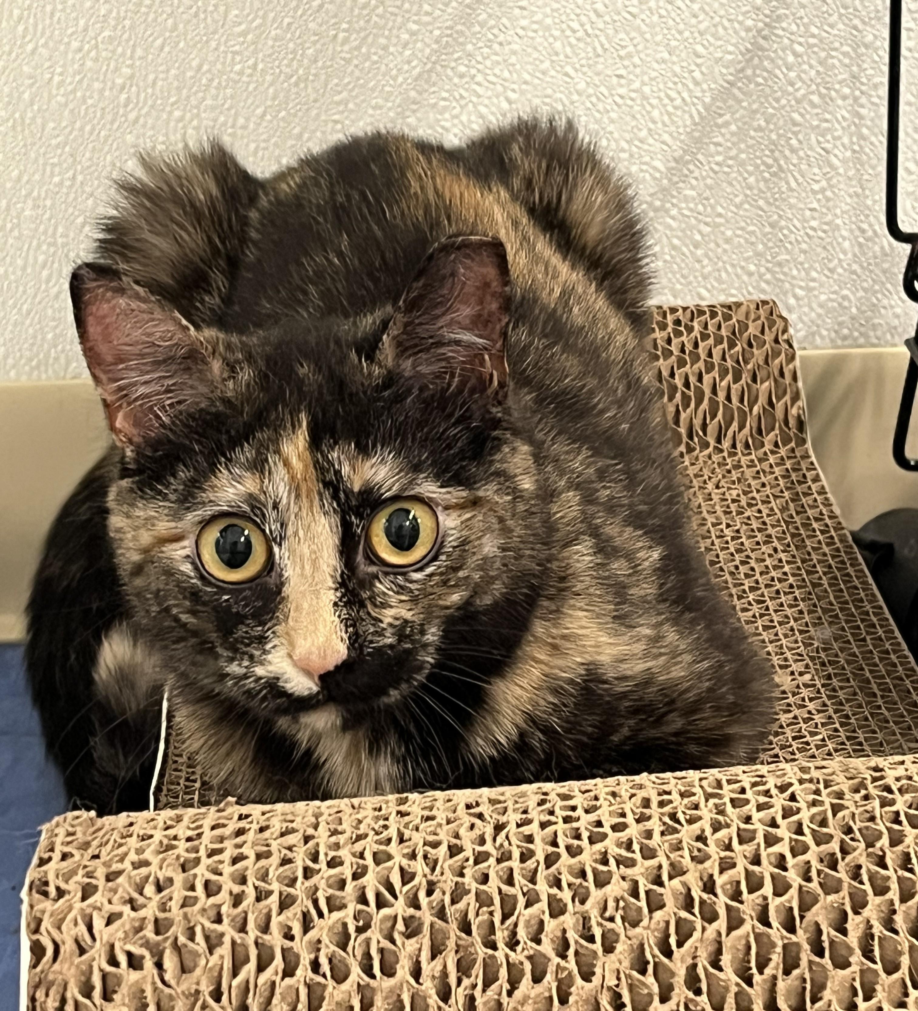 Enlarge Waverly, a Adoptable Domestic Short Hair in Harrison, NY image 3/3