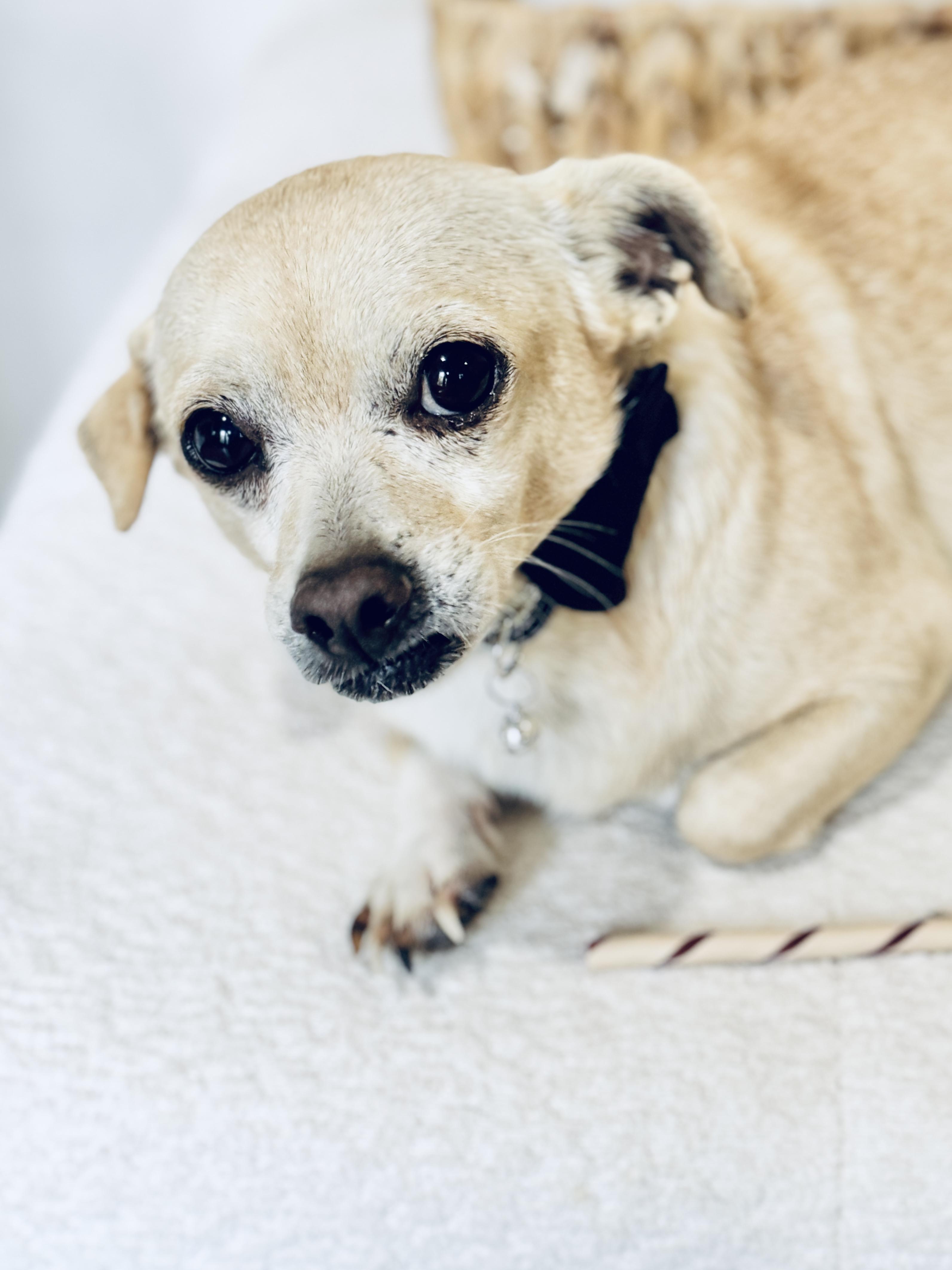 Peterman, a Adoptable mixed breed in SYLVANIA, GA image 3/6