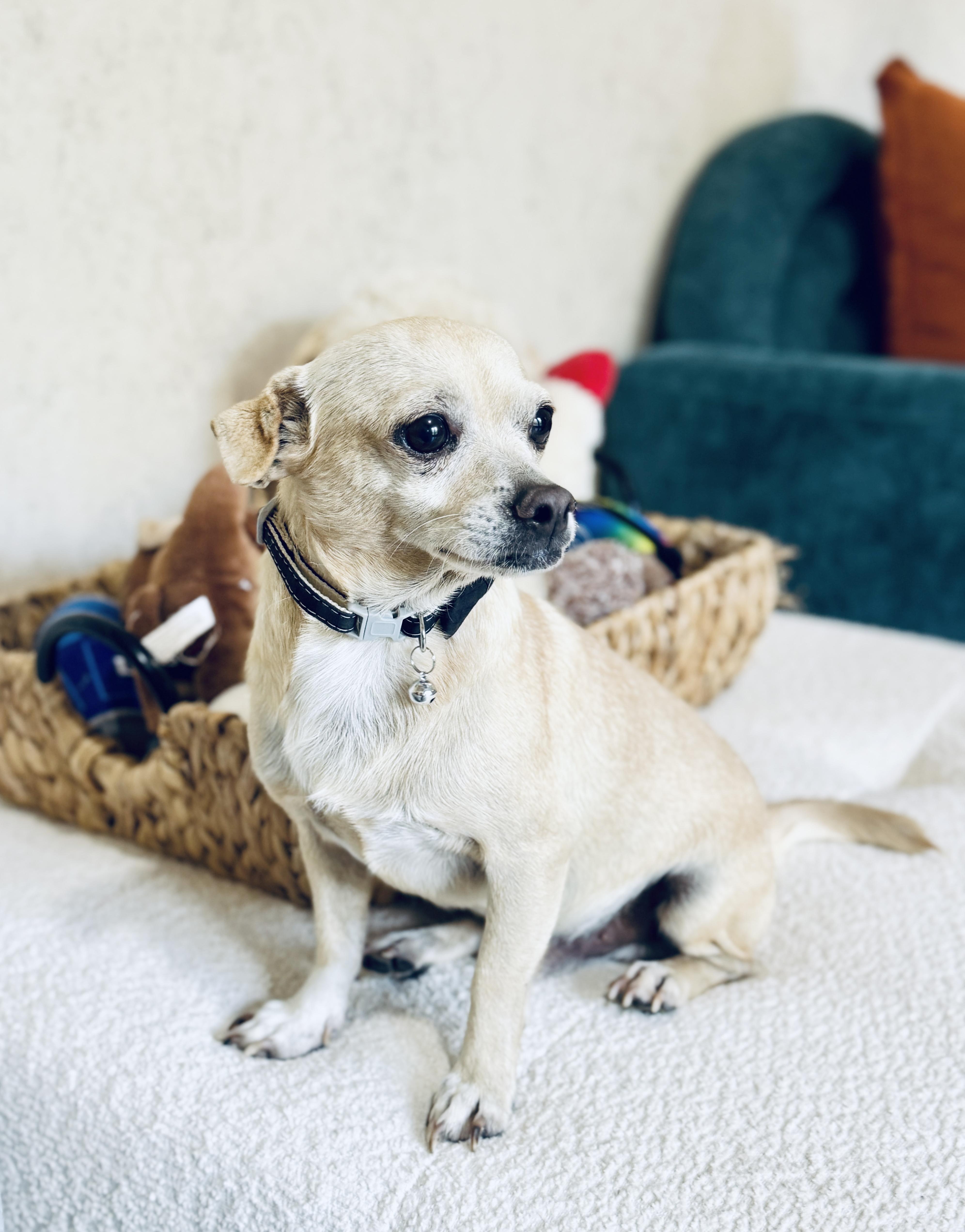 Peterman, a Adoptable mixed breed in SYLVANIA, GA image 6/6