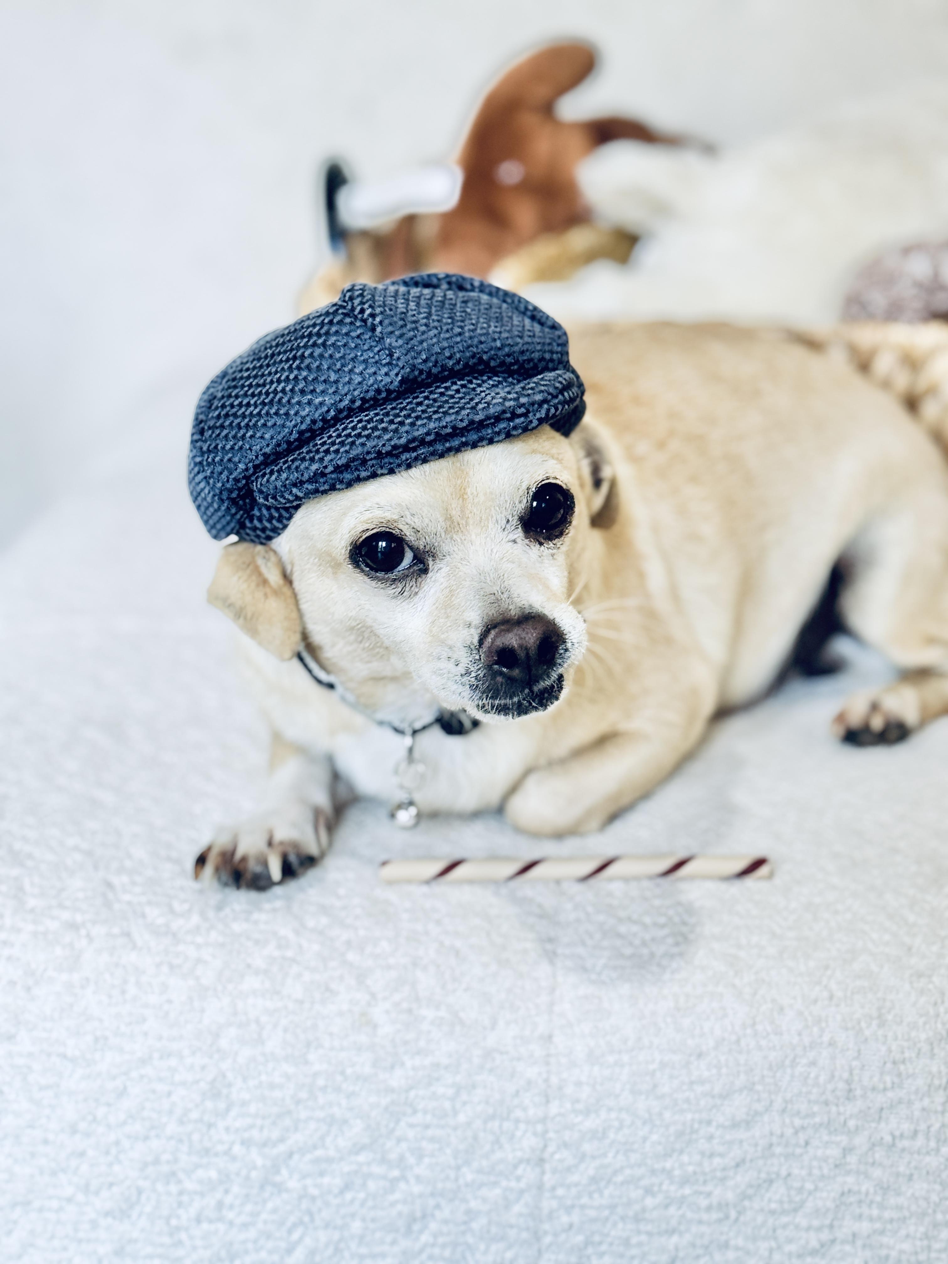 Peterman, a Adoptable mixed breed in SYLVANIA, GA image 5/6