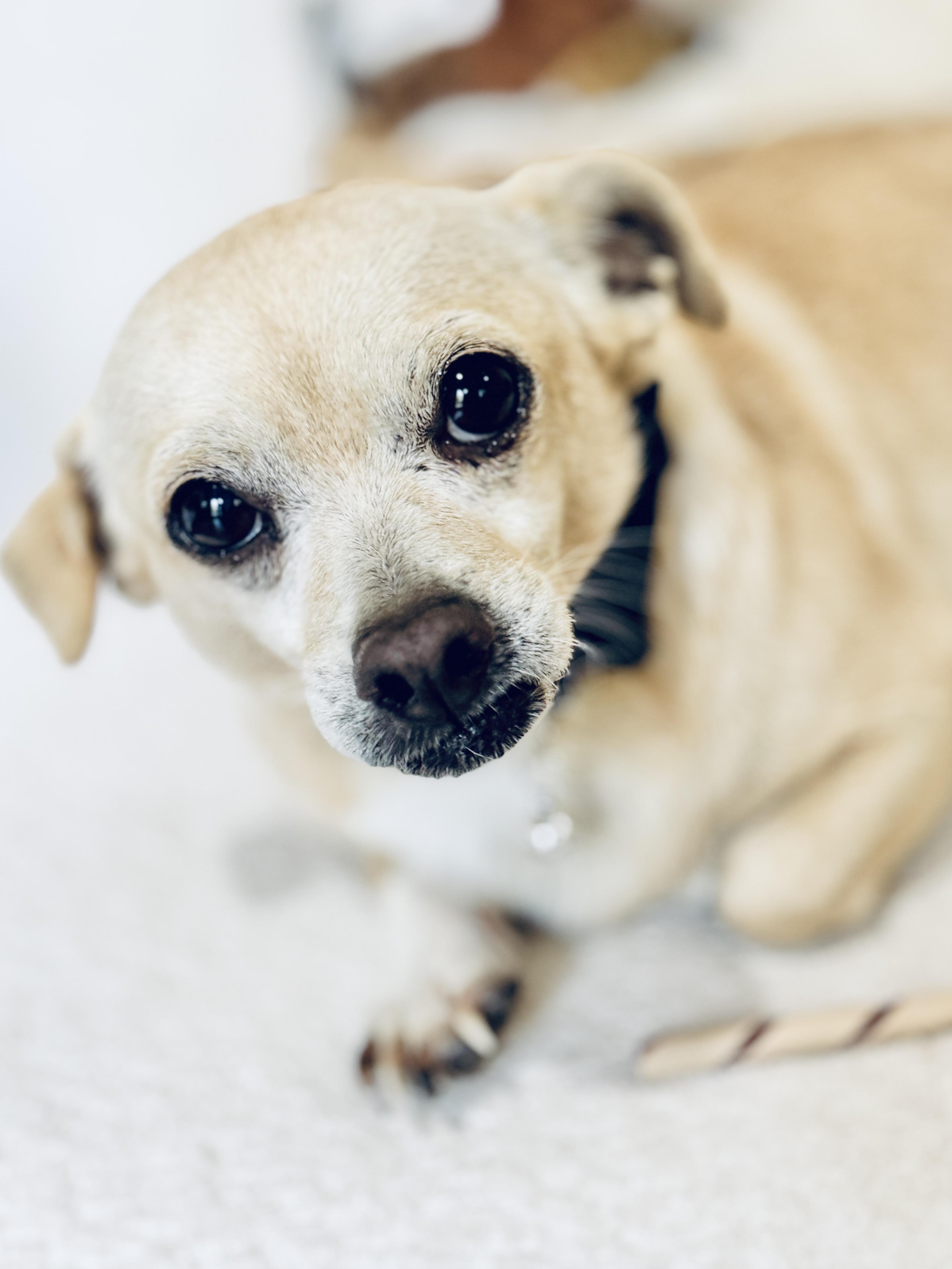 Peterman, a Adoptable mixed breed in SYLVANIA, GA image 4/6