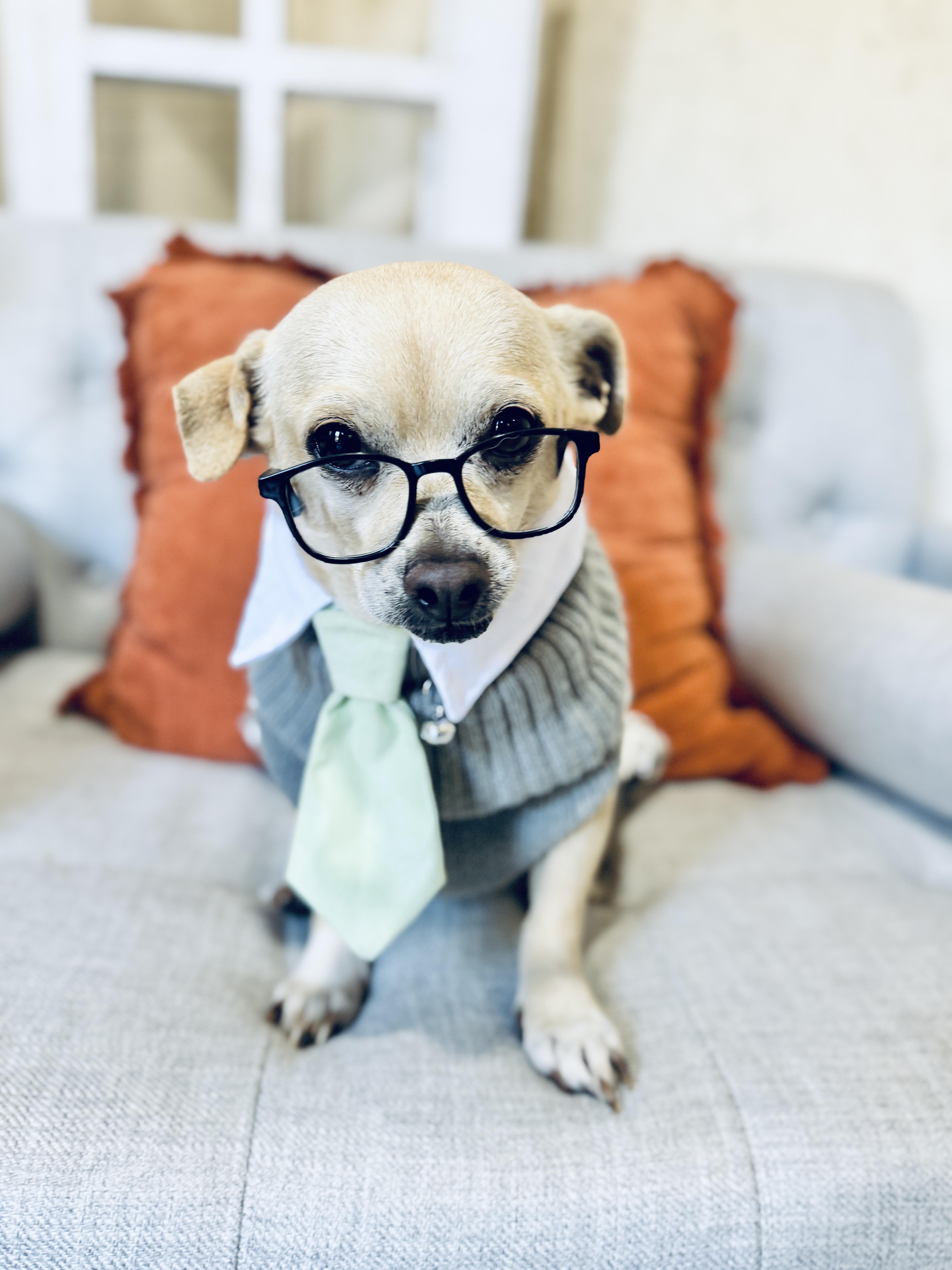 Peterman, Adoptable, Adult Male Mixed Breed.