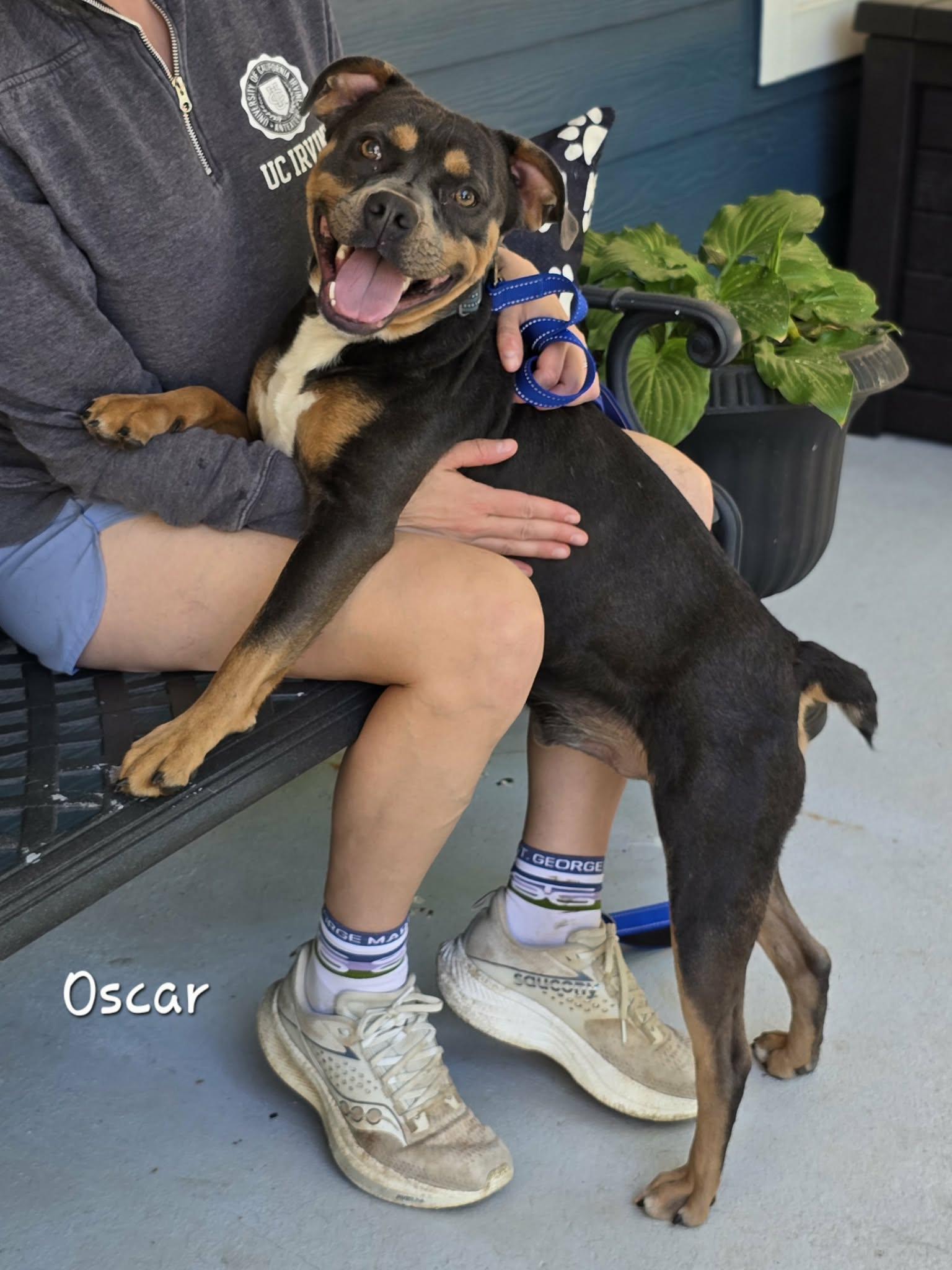 Enlarge Oscar, a Adoptable mixed breed in Bishop, GA image 6/6
