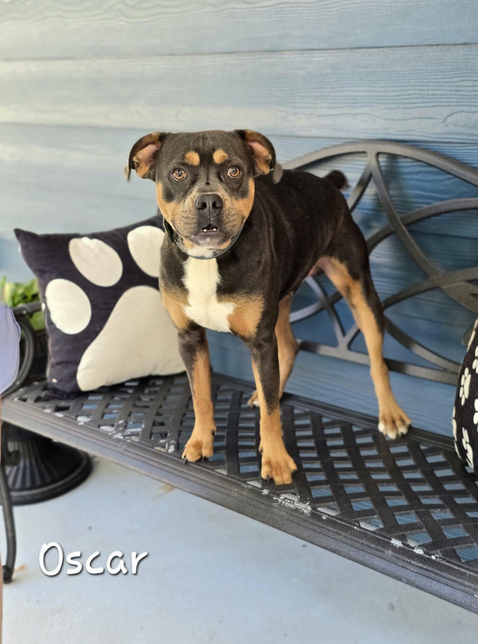 Enlarge Oscar, a Adoptable mixed breed in Bishop, GA image 2/6